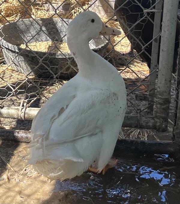 Enlarge Sleepytime, a Adoptable mixed breed in Monterey, CA image 3/3