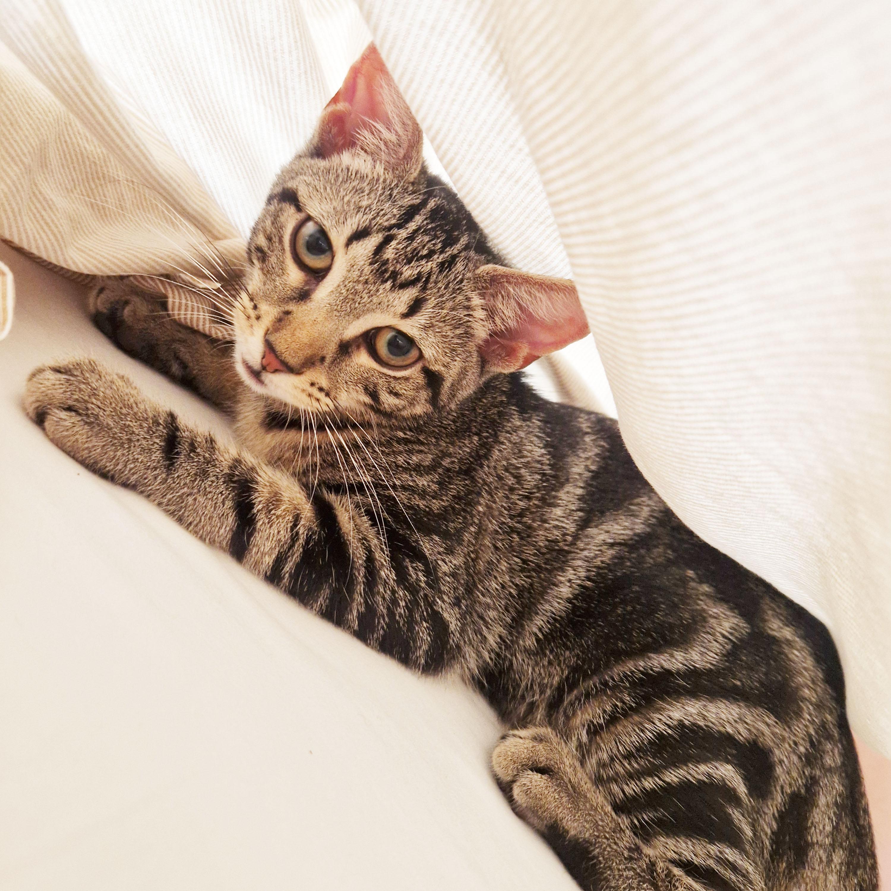 Enlarge Compass, a ADOPTABLE Domestic Short Hair in BROOKLYN, NY image 4/6