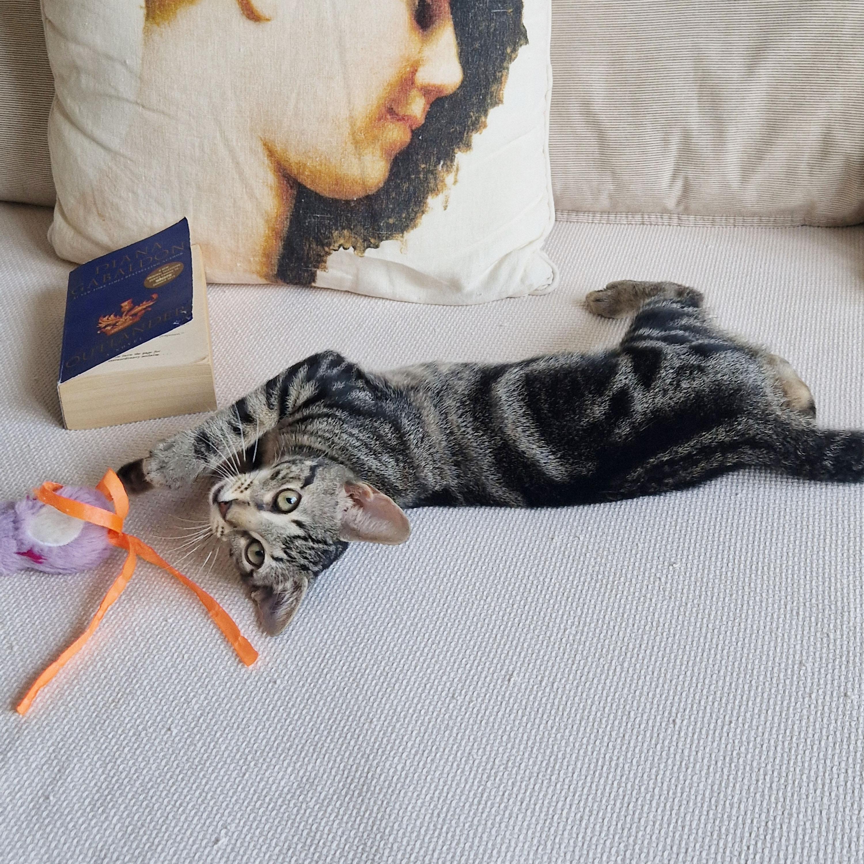 Enlarge Compass, a ADOPTABLE Domestic Short Hair in BROOKLYN, NY image 3/6