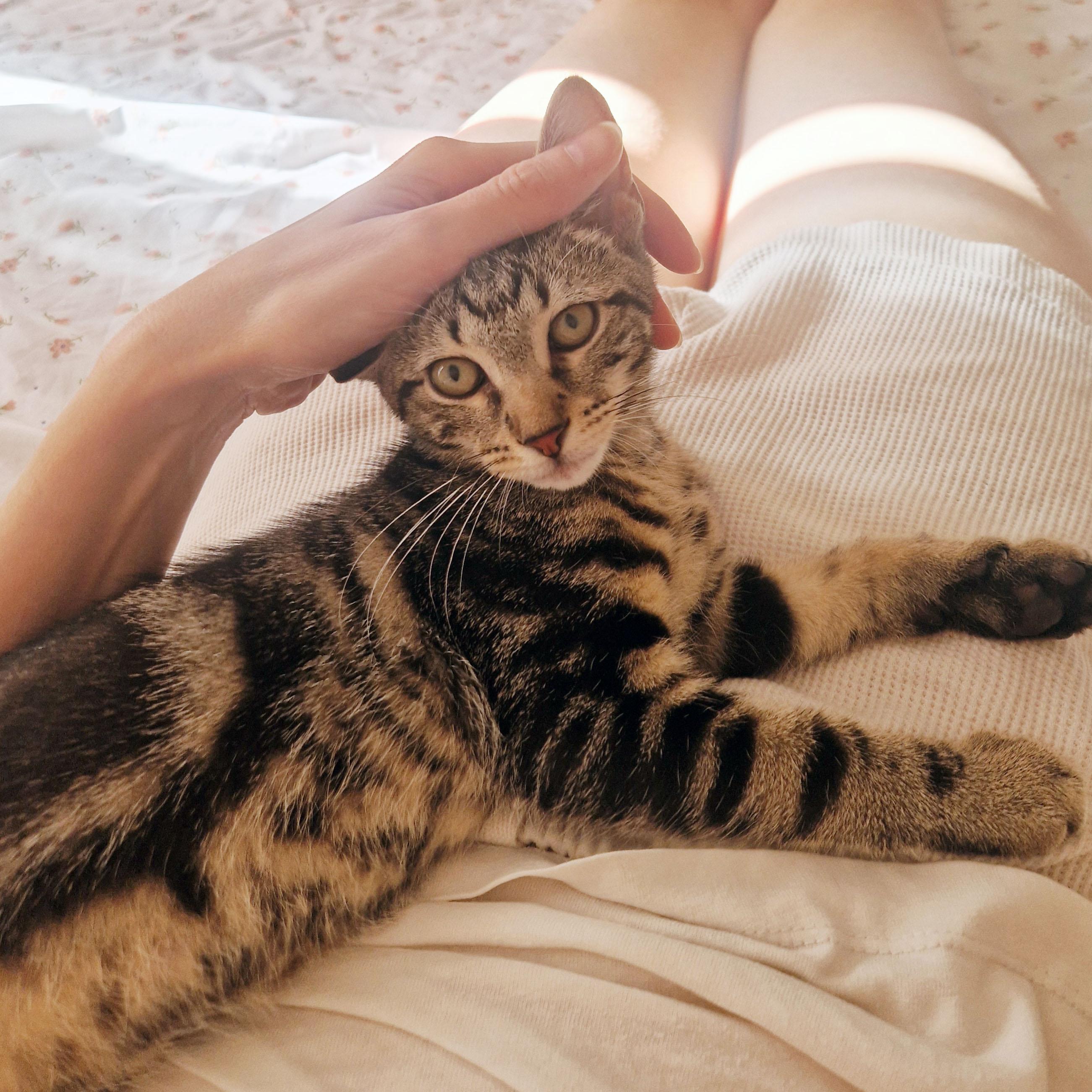 Compass, ADOPTABLE, Kitten Female Domestic Short Hair.