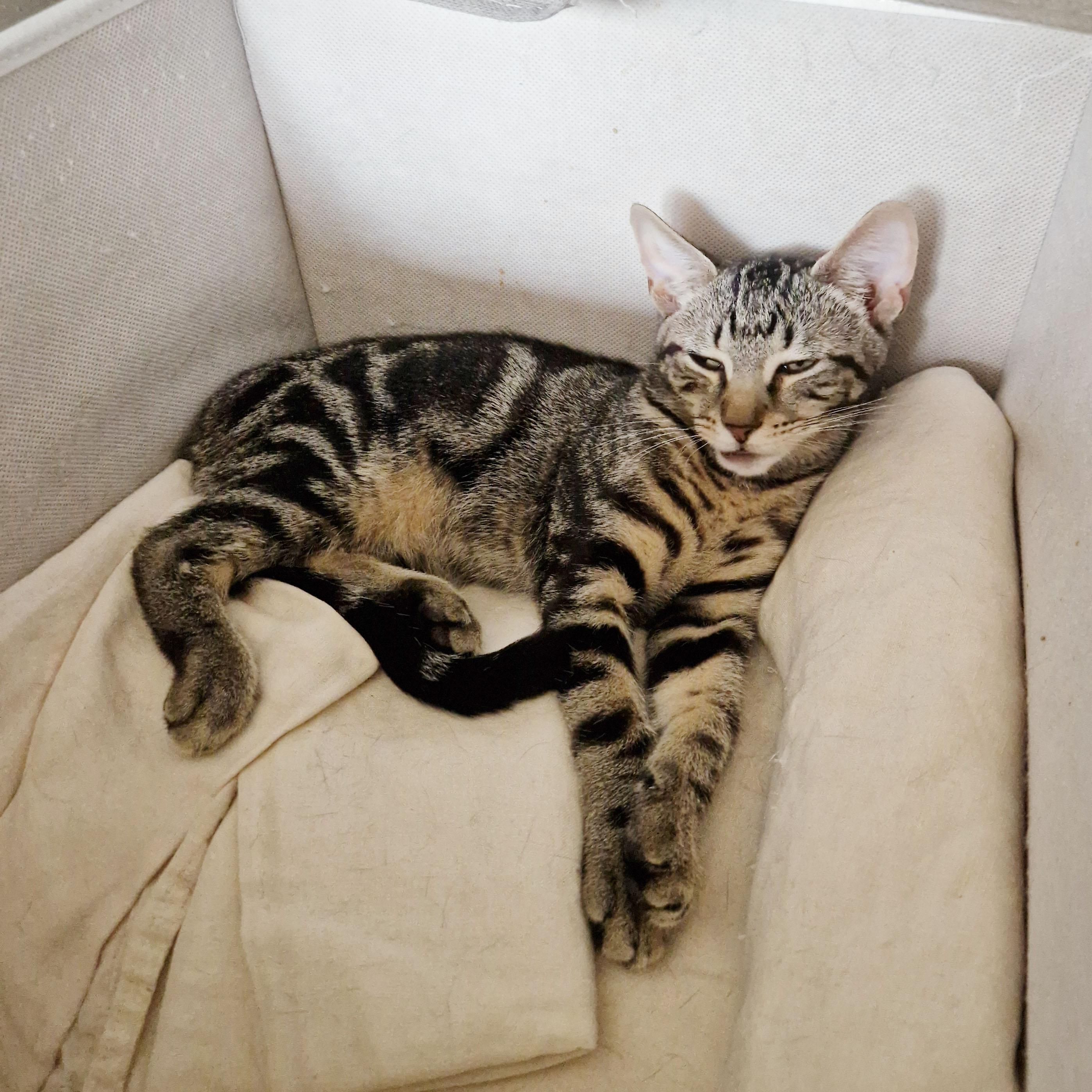 Enlarge Compass, a ADOPTABLE Domestic Short Hair in BROOKLYN, NY image 2/6