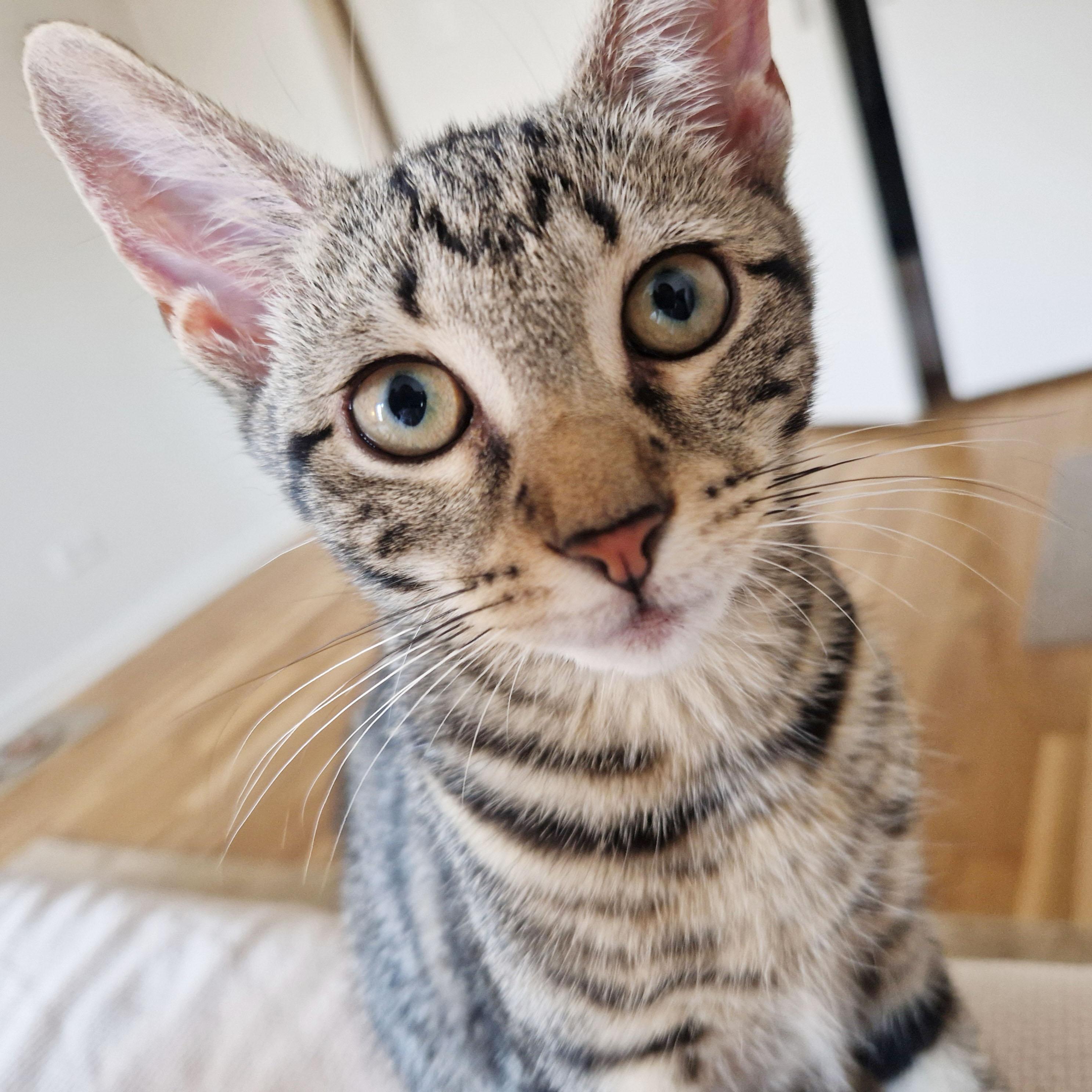 Enlarge Compass, a ADOPTABLE Domestic Short Hair in BROOKLYN, NY image 6/6
