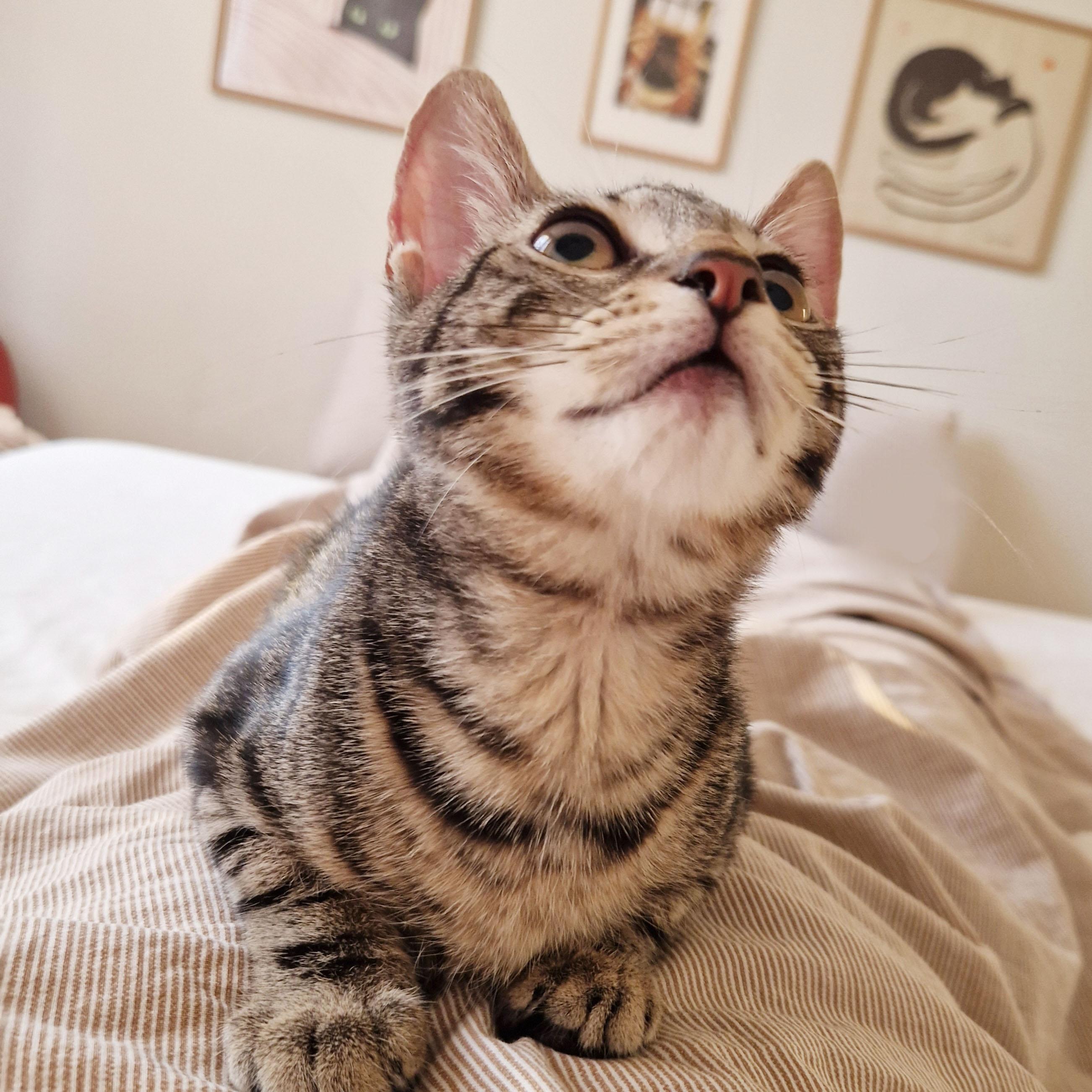 Enlarge Compass, a ADOPTABLE Domestic Short Hair in BROOKLYN, NY image 5/6