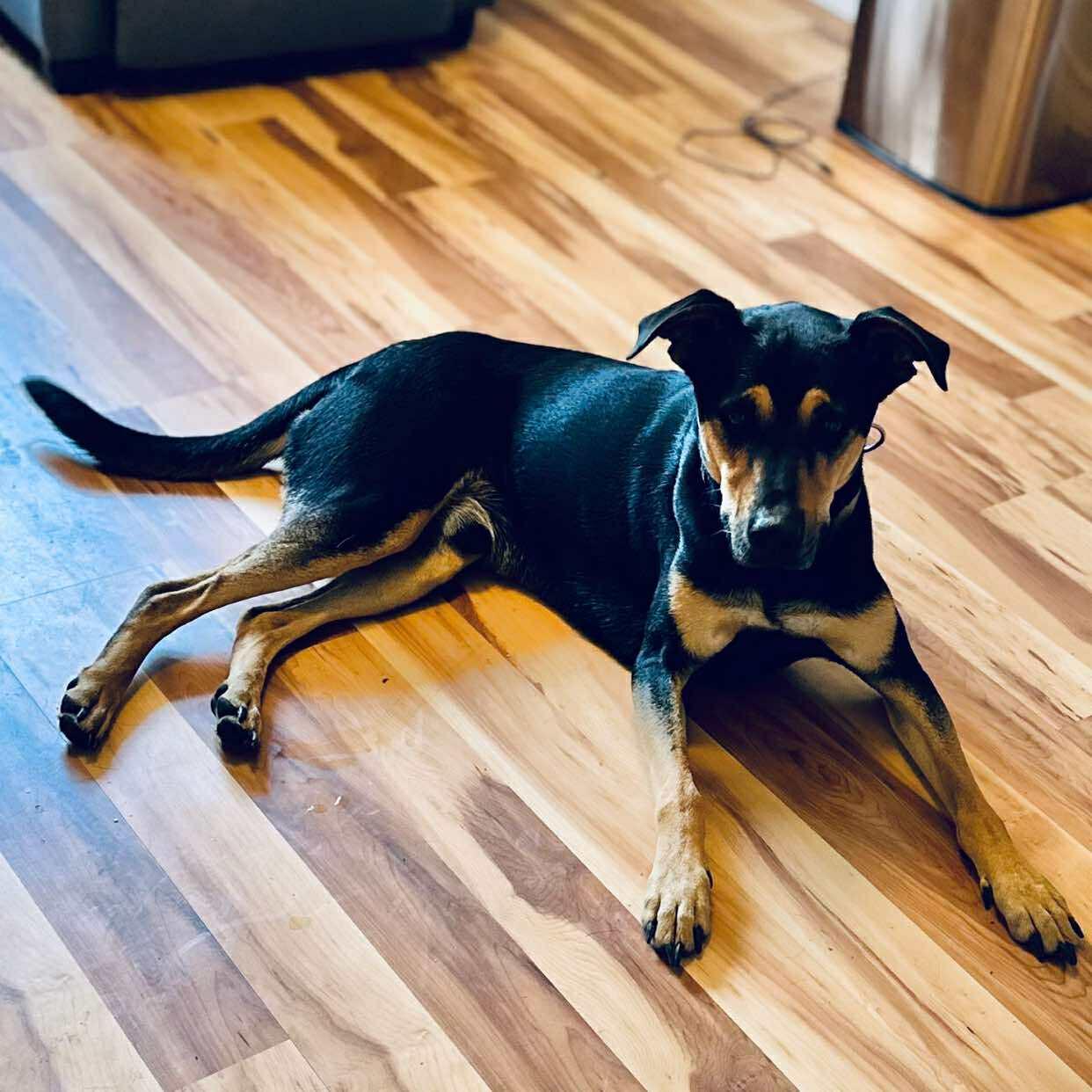 Romeo, Adult Male Mixed Breed