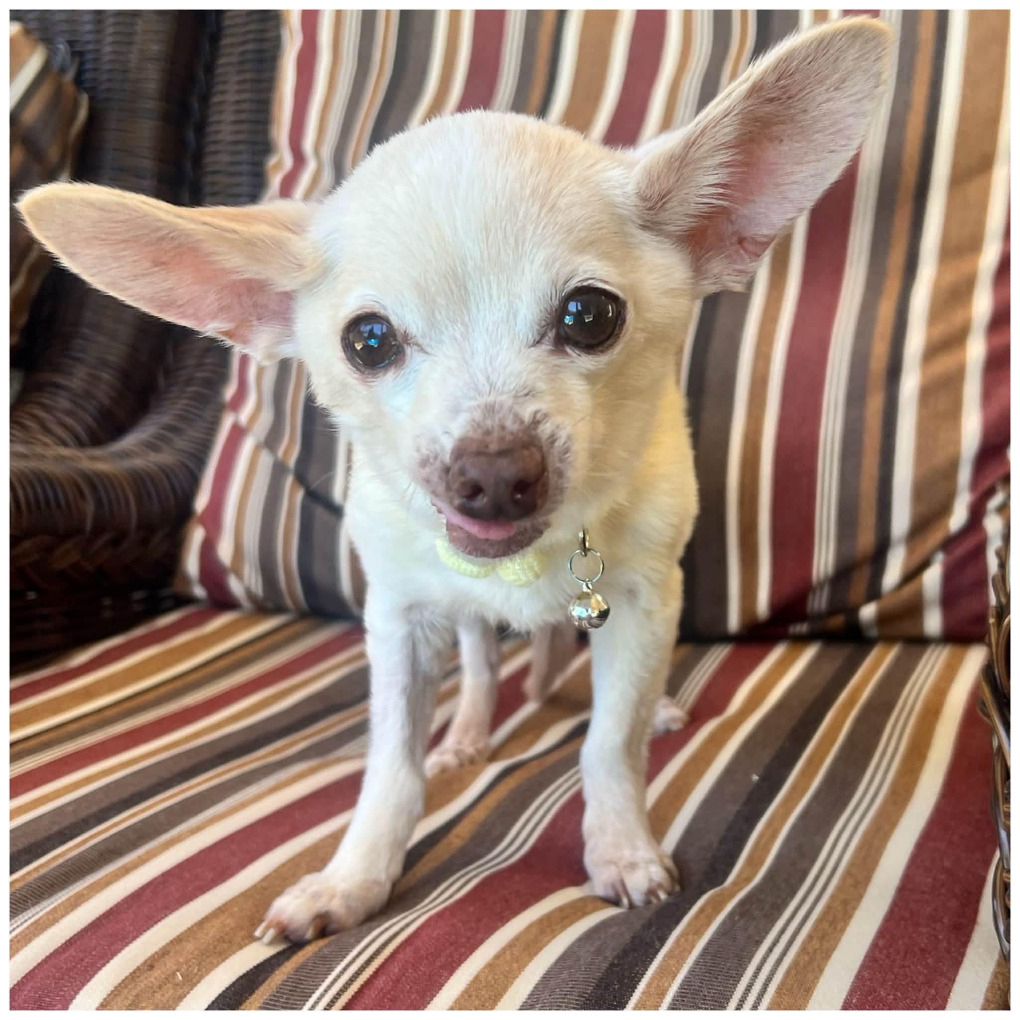 Enlarge Lil Mouse, a ADOPTABLE Chihuahua in Clovis, CA image 1/4