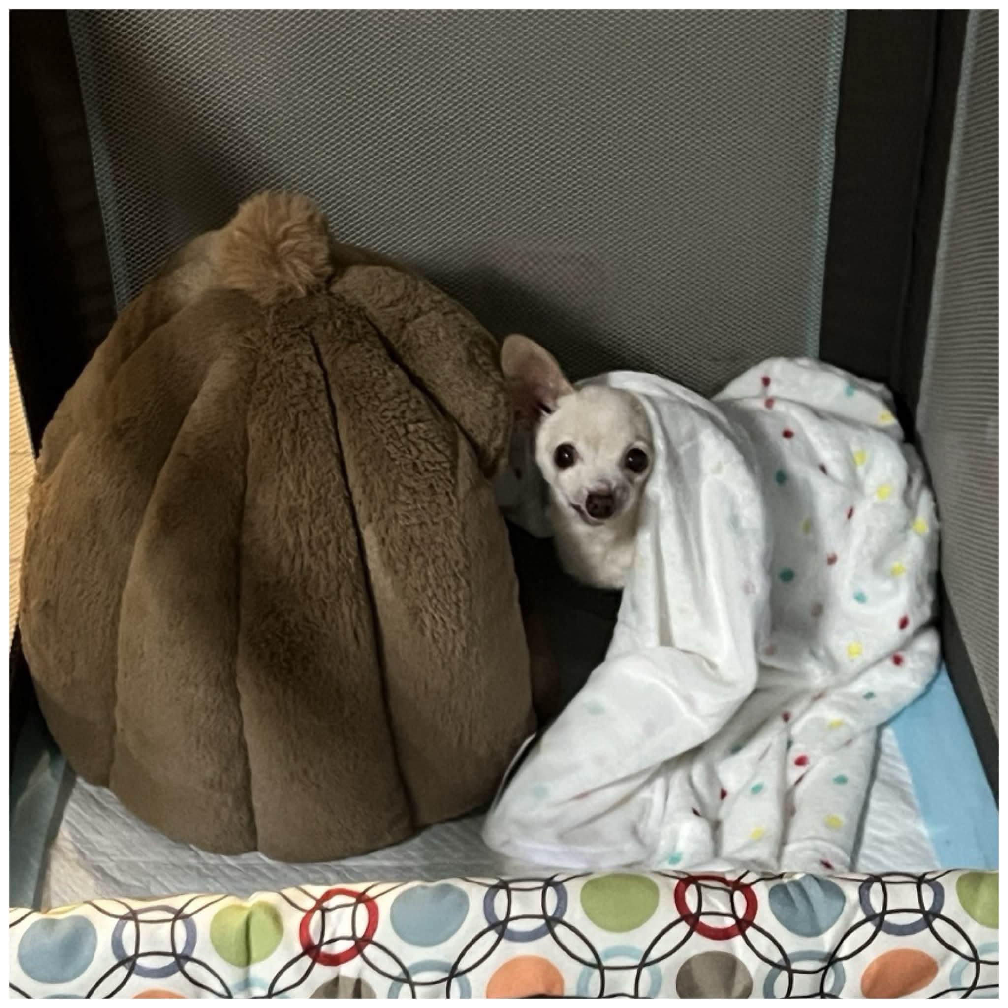 Enlarge Lil Mouse, a ADOPTABLE Chihuahua in Clovis, CA image 2/4