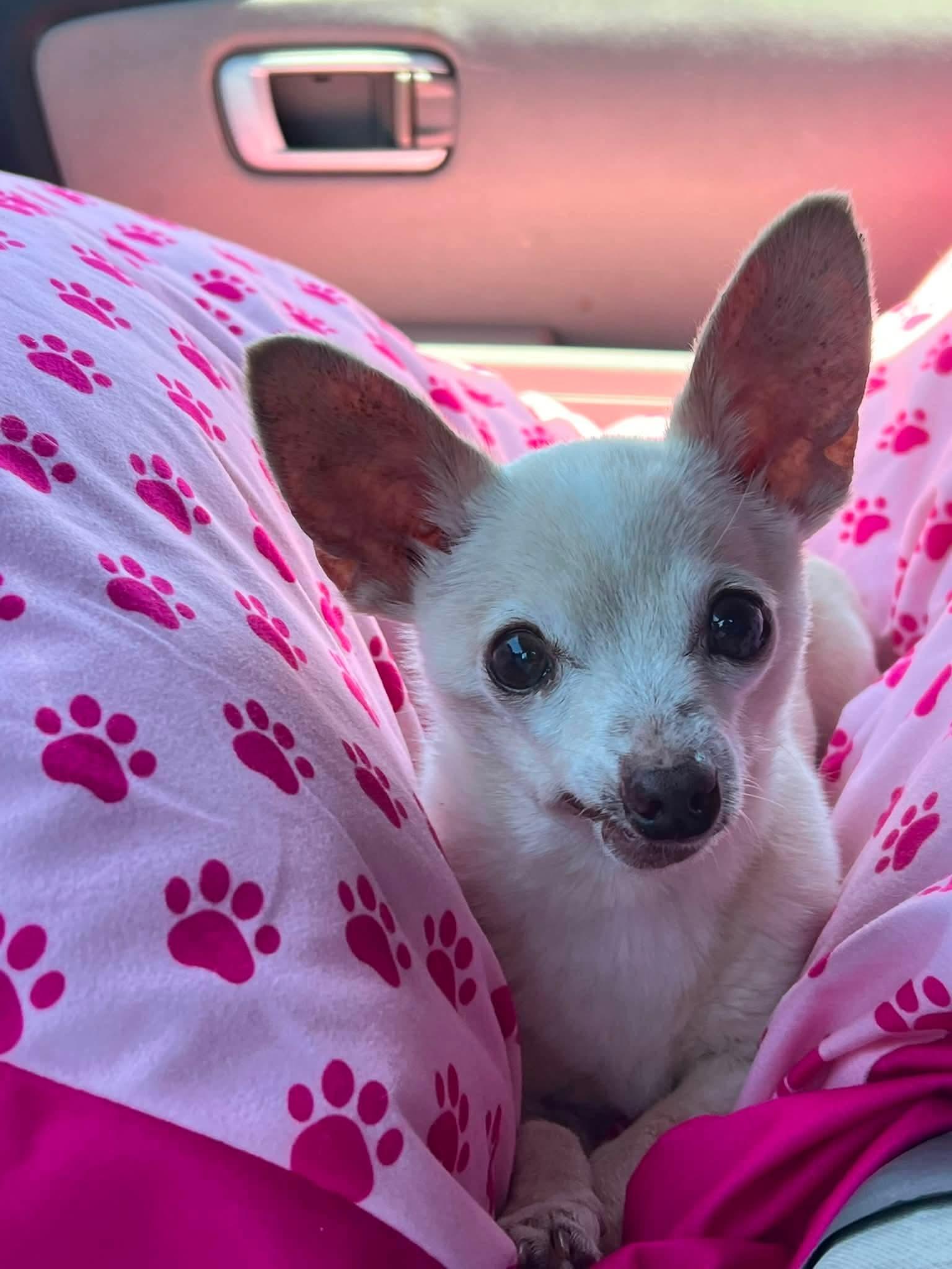 Enlarge Lil Mouse, a ADOPTABLE Chihuahua in Clovis, CA image 4/4