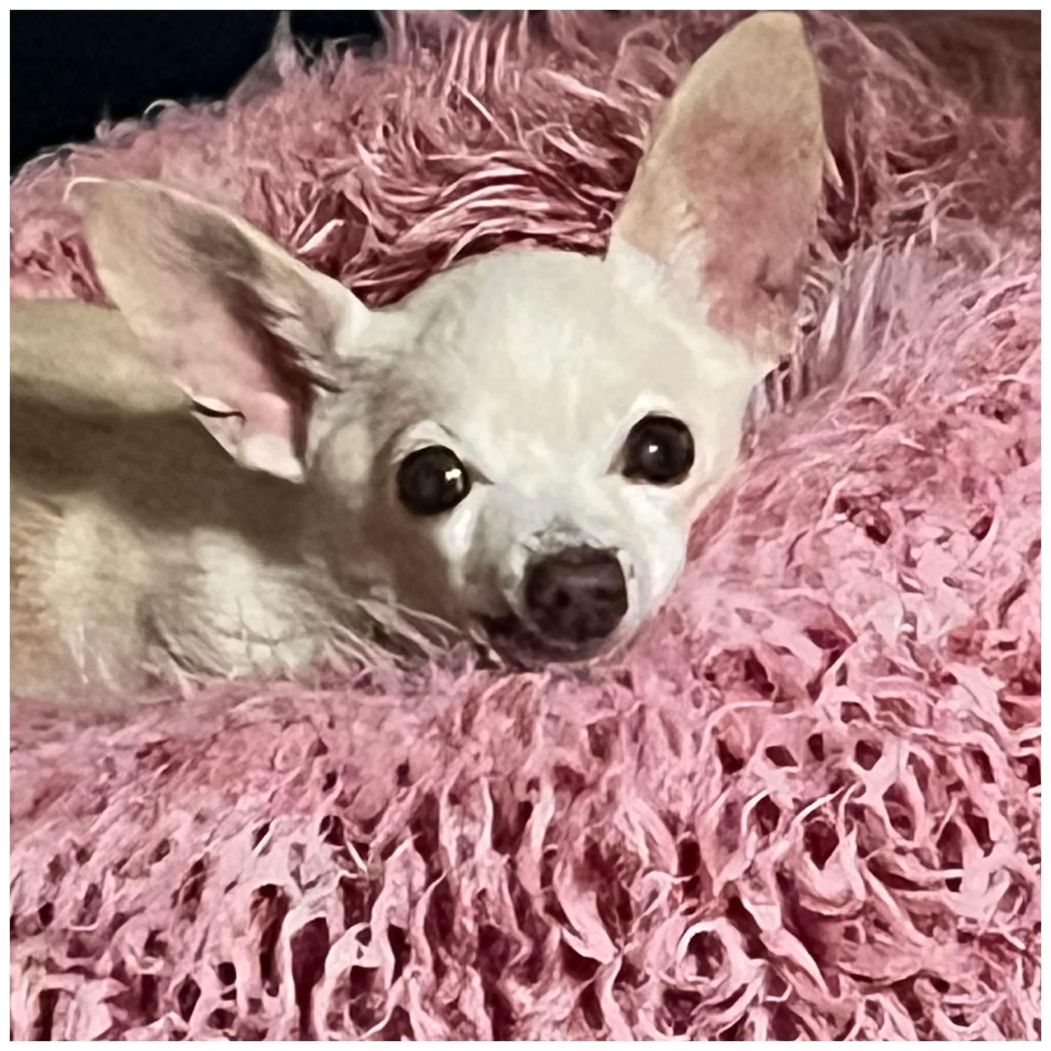 Enlarge Lil Mouse, a ADOPTABLE Chihuahua in Clovis, CA image 3/4