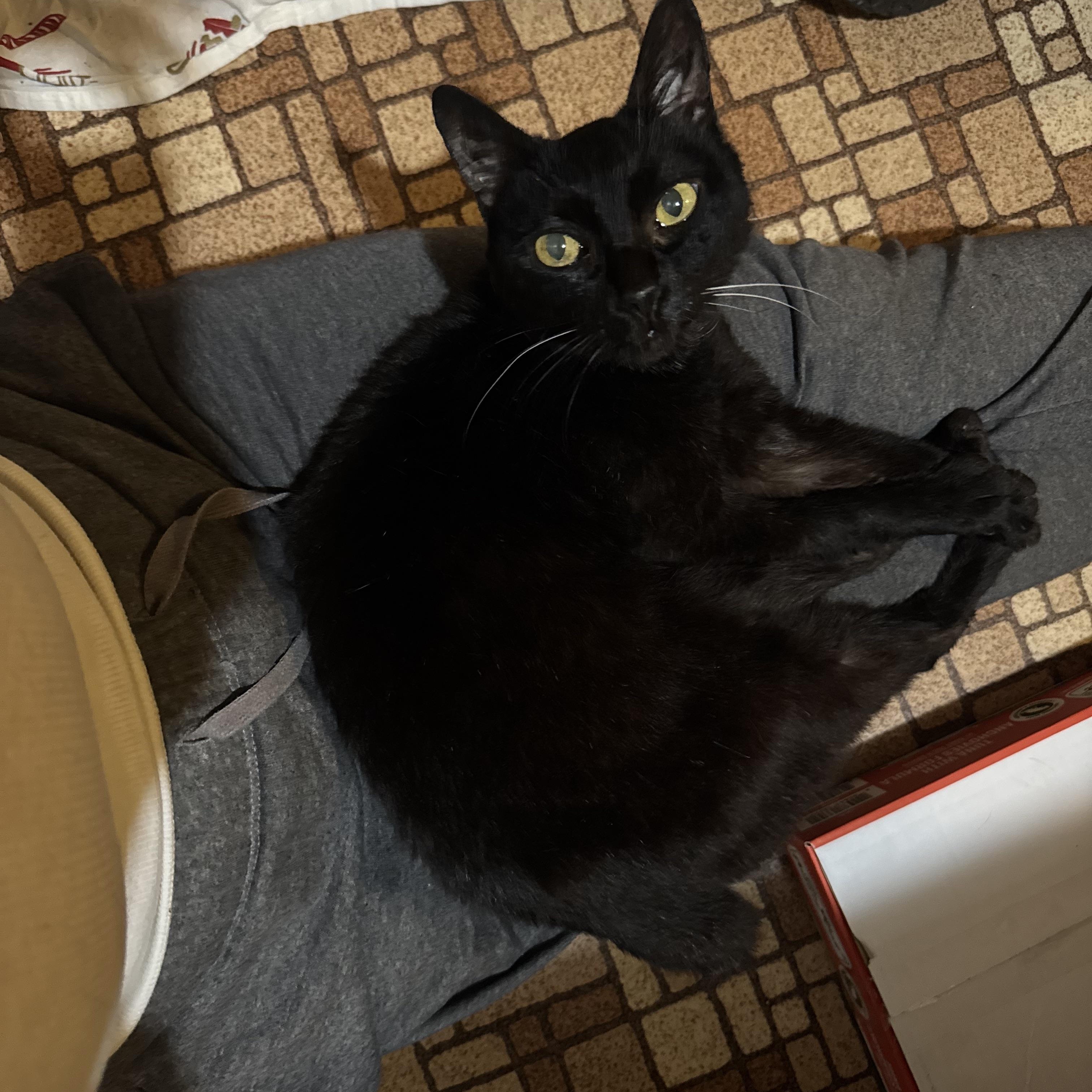 Flick, Young Female Domestic Short Hair