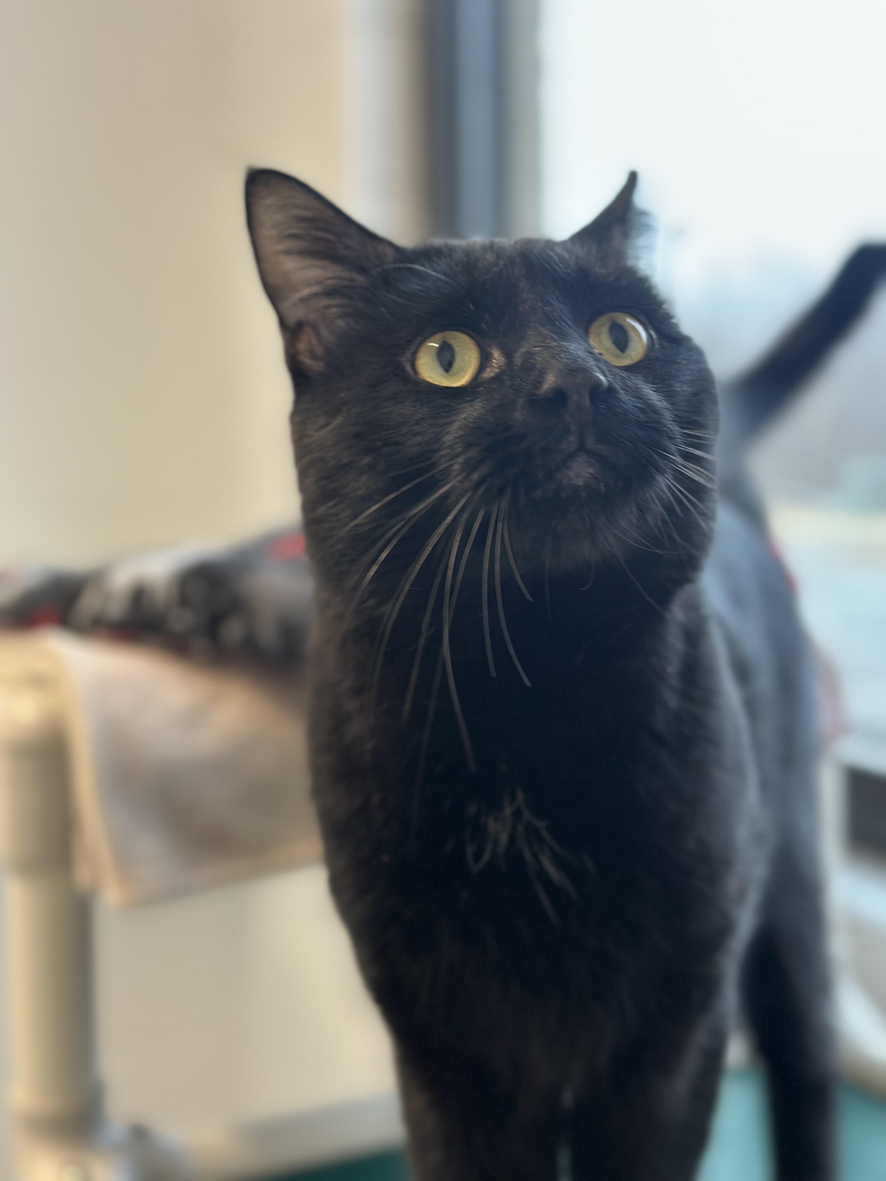 Enlarge Waylon *UPDATED BIO & PHOTOS*, an adopted Domestic Short Hair in Stafford, VA image 4/4