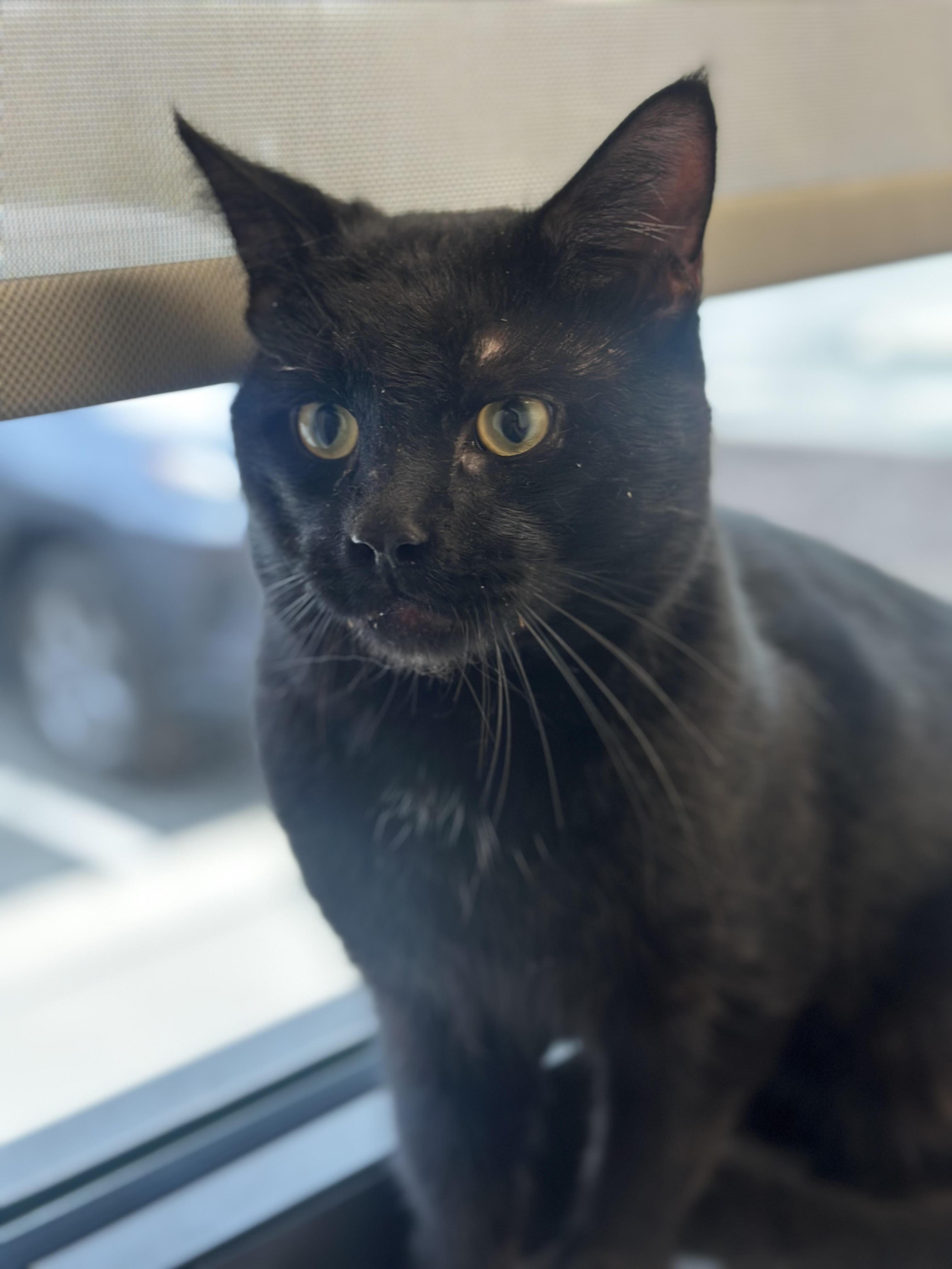 Enlarge Waylon **AVAILABLE FOR ADOPTION 02-27-2026, a ADOPTABLE Domestic Short Hair in Stafford, VA image 1/1