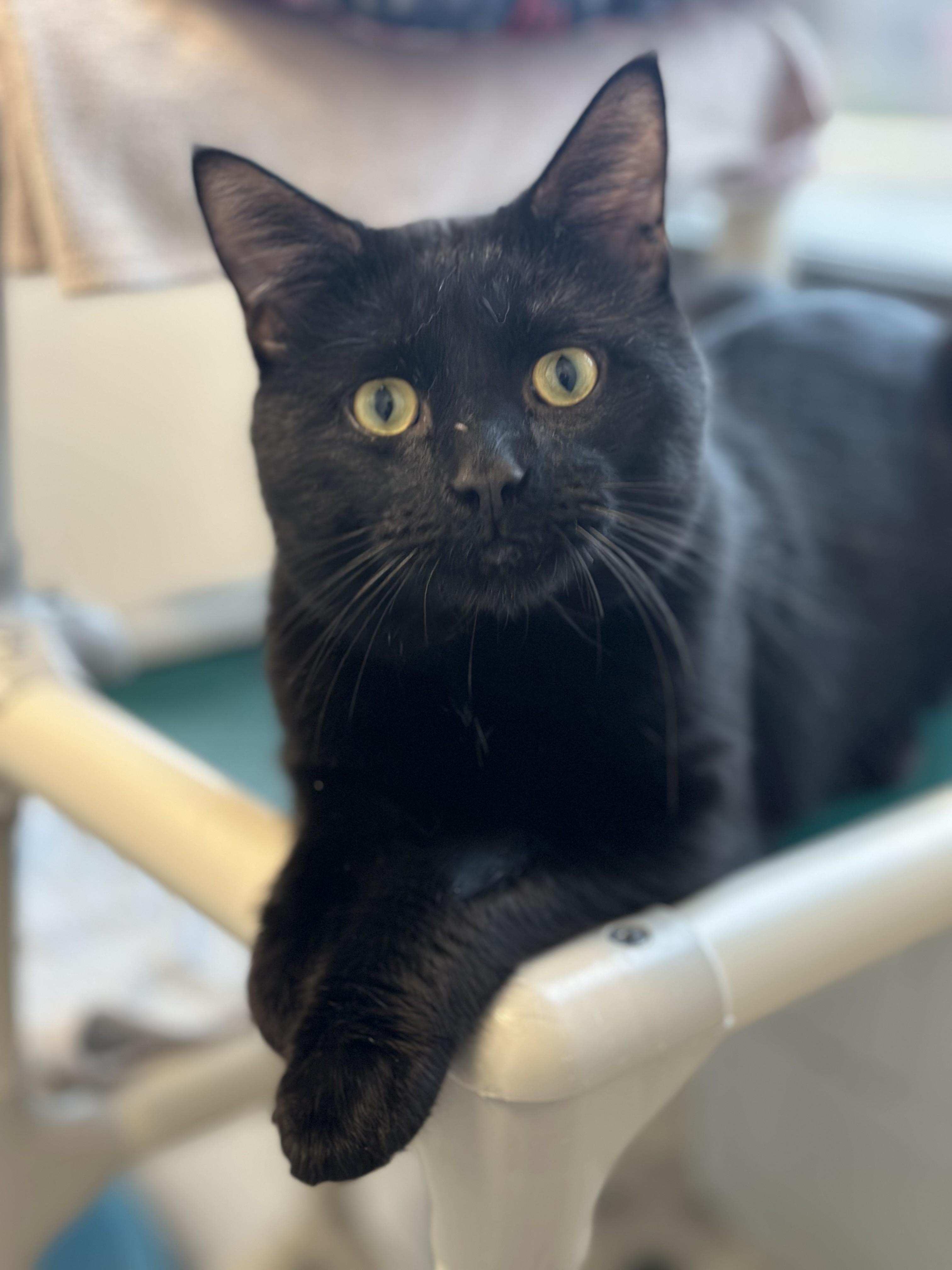 Enlarge Waylon *UPDATED BIO & PHOTOS*, an adopted Domestic Short Hair in Stafford, VA image 1/4