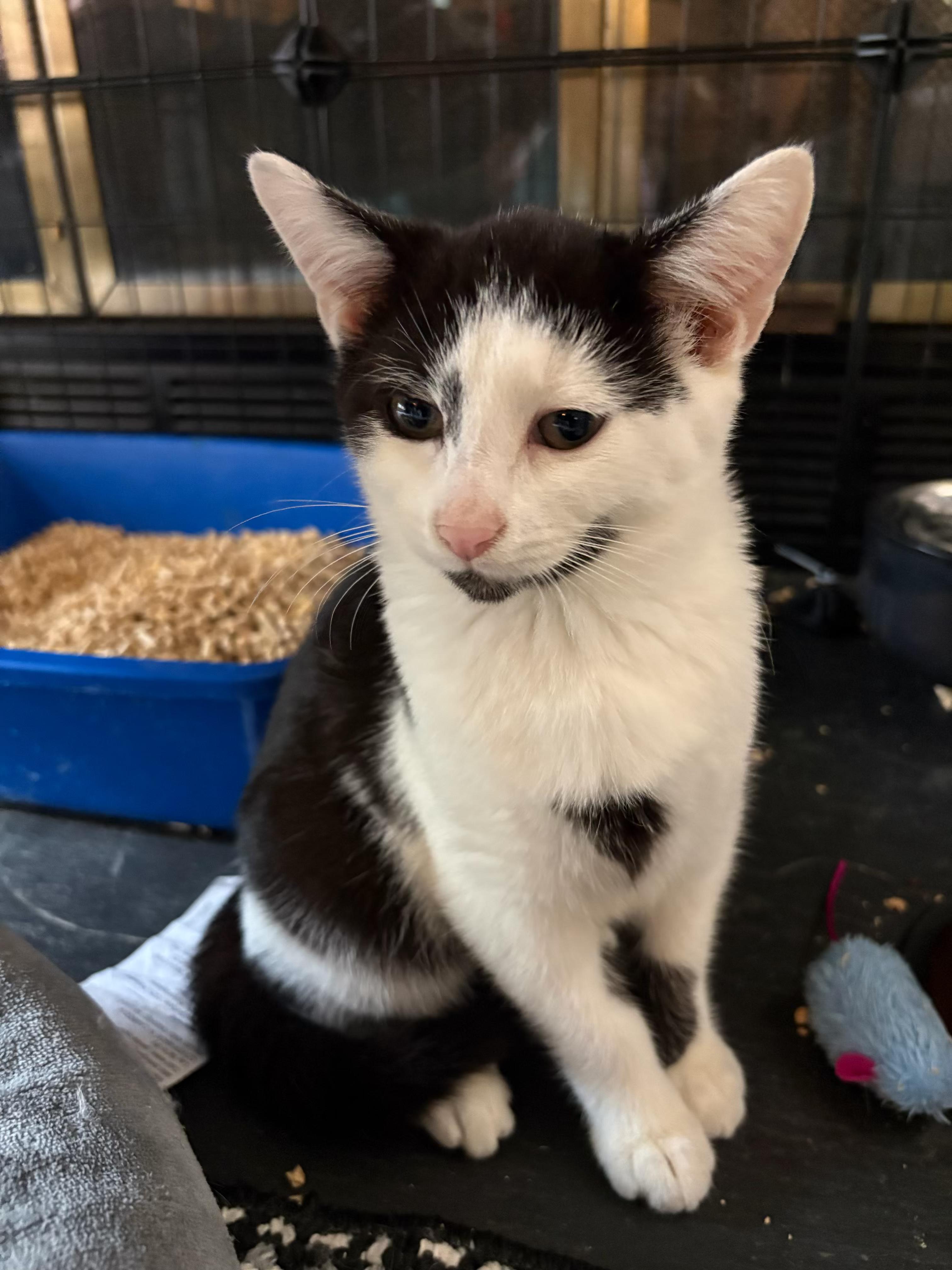 Binx, a Adoptable Domestic Short Hair in Galloway, NJ image 2/4