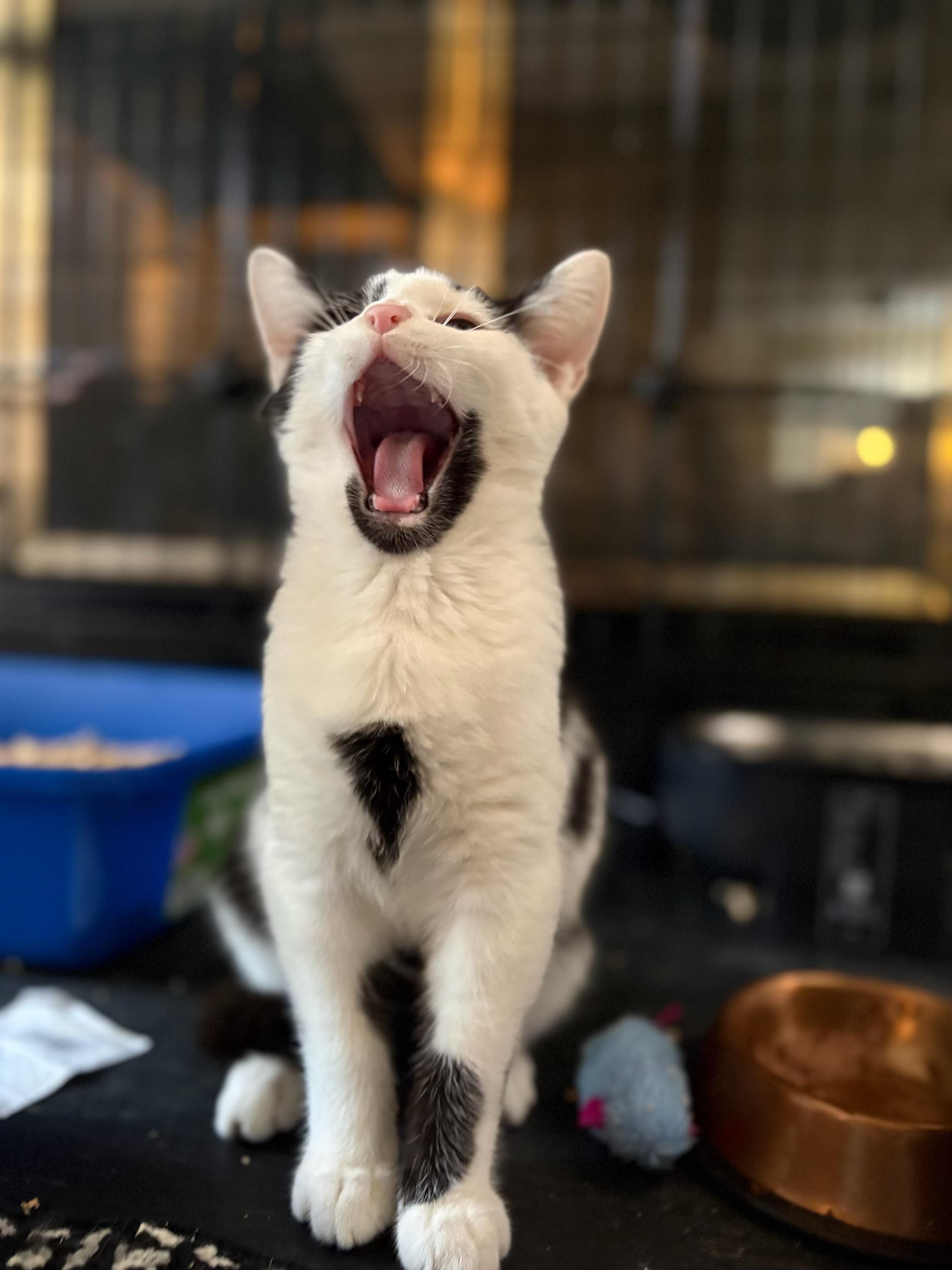 Binx, a Adoptable Domestic Short Hair in Galloway, NJ image 3/4