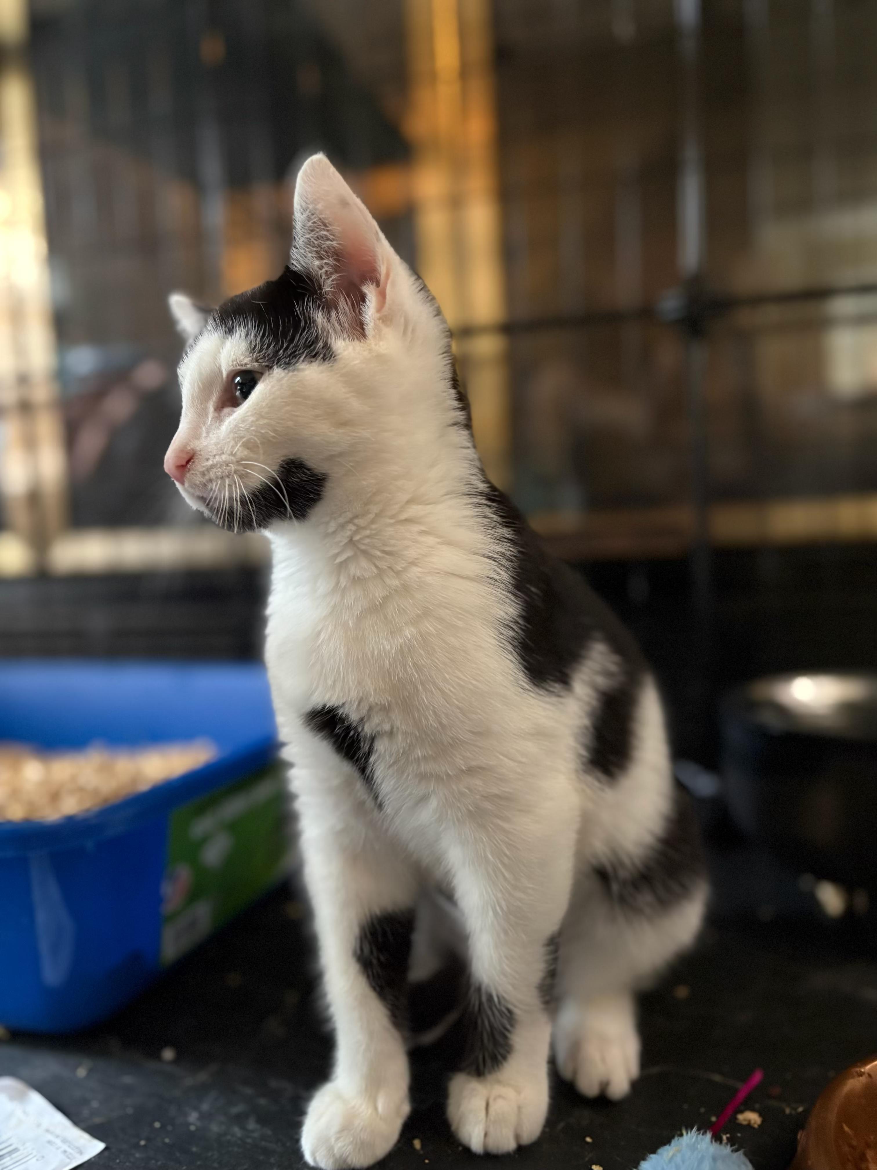 Binx, Adoptable, Young Male Domestic Short Hair.