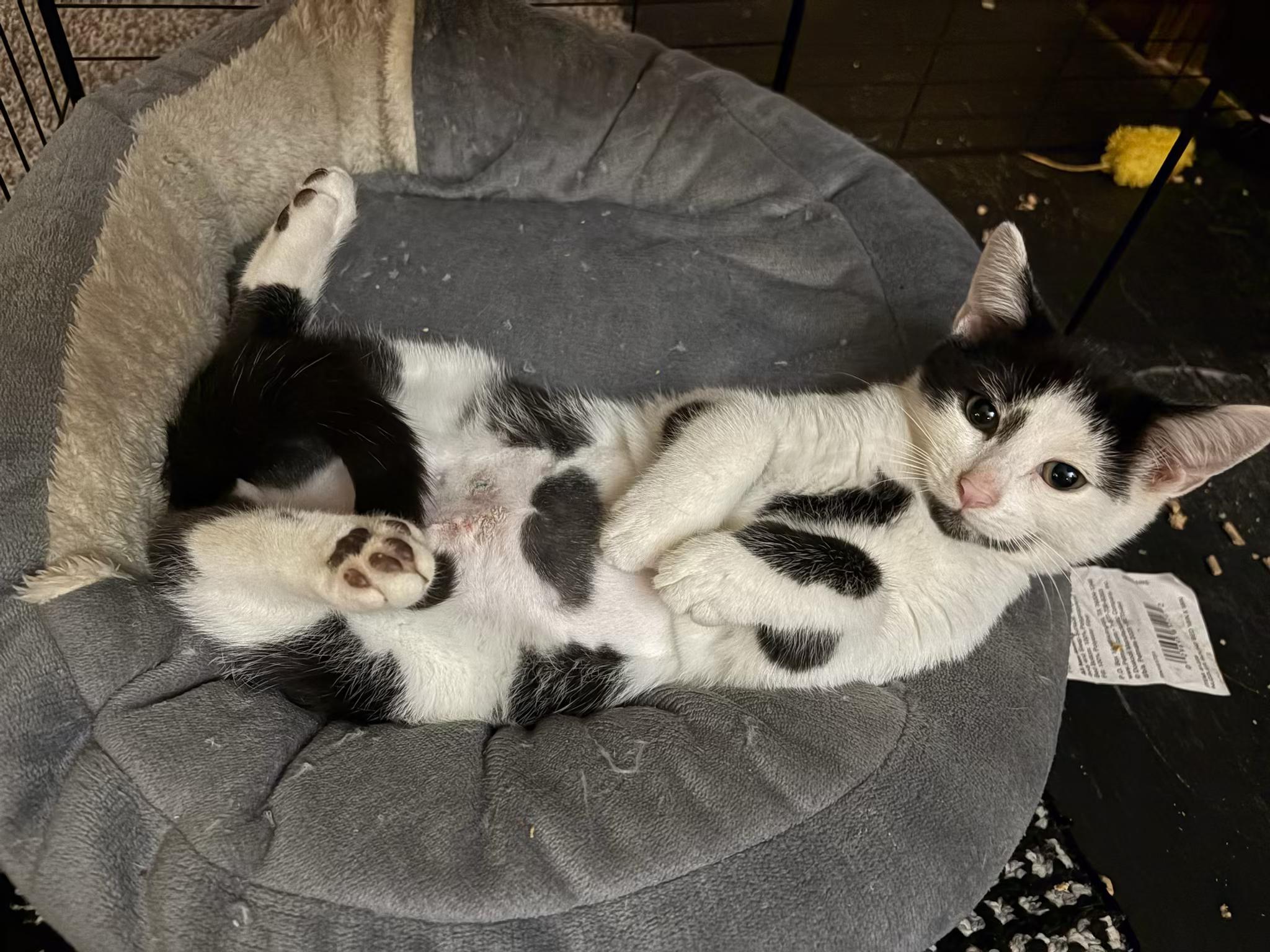 Binx, a Adoptable Domestic Short Hair in Galloway, NJ image 4/4