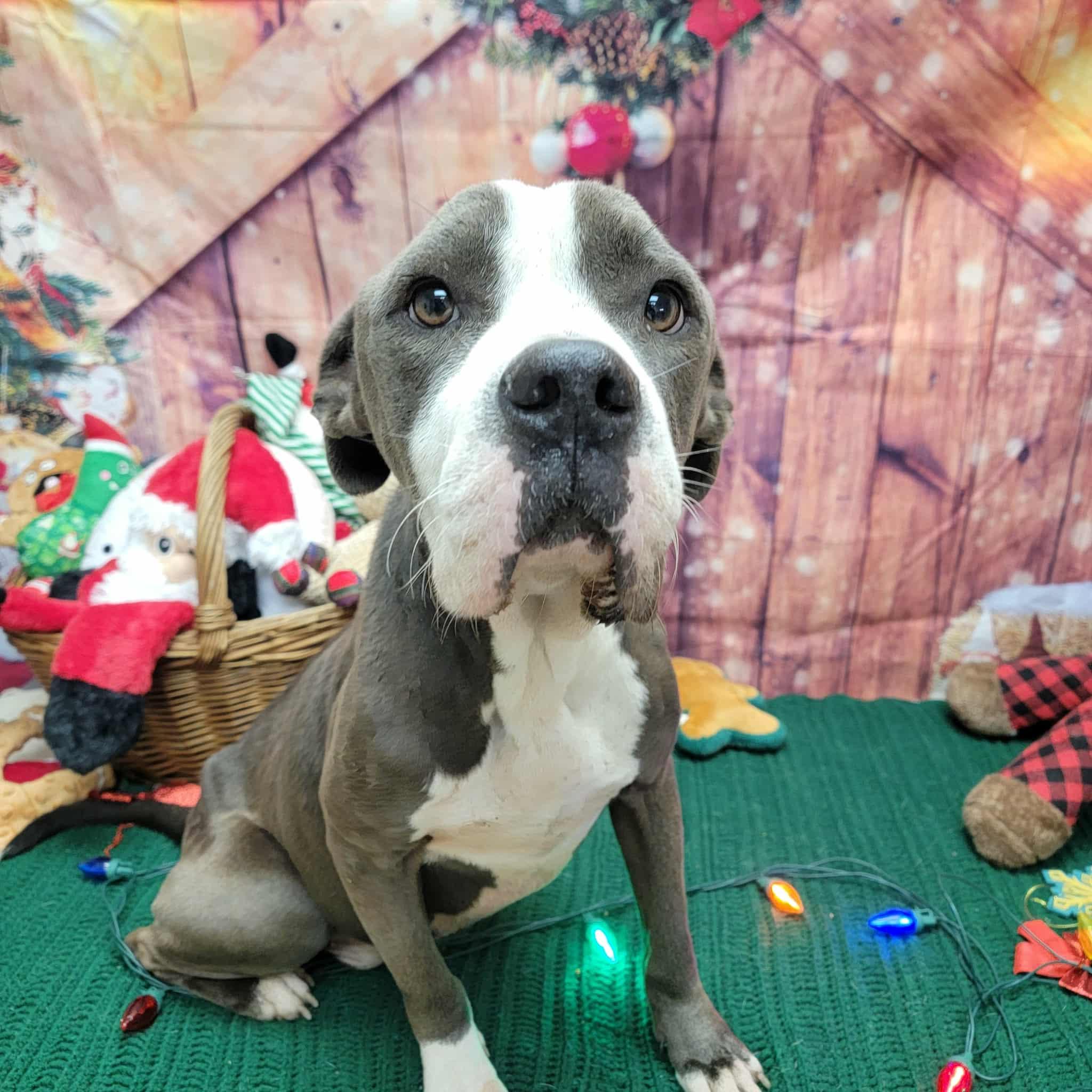 Bubba, ADOPTABLE, Adult Male Pit Bull Terrier.