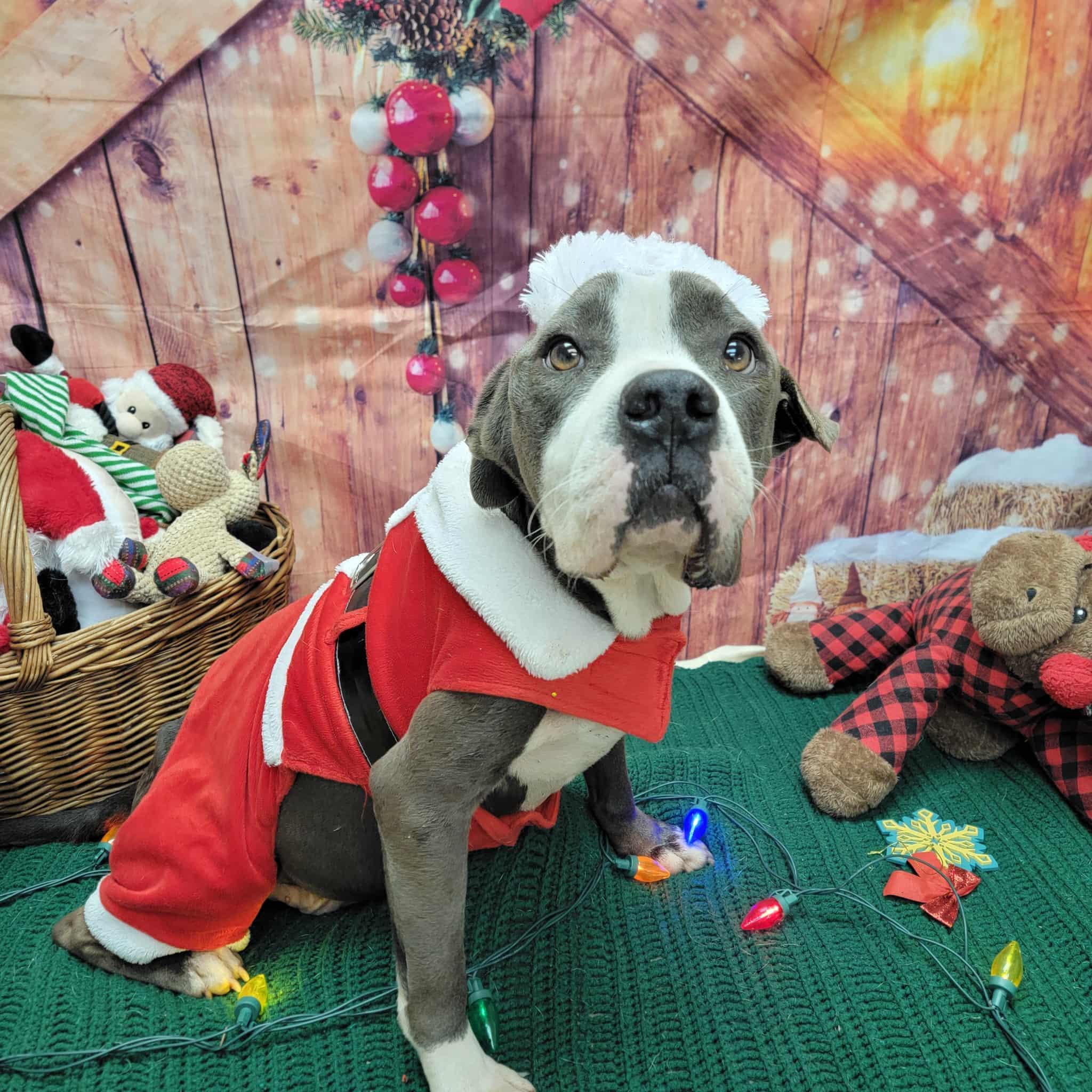 Enlarge Bubba, a ADOPTABLE Pit Bull Terrier in Statesboro, GA image 2/6