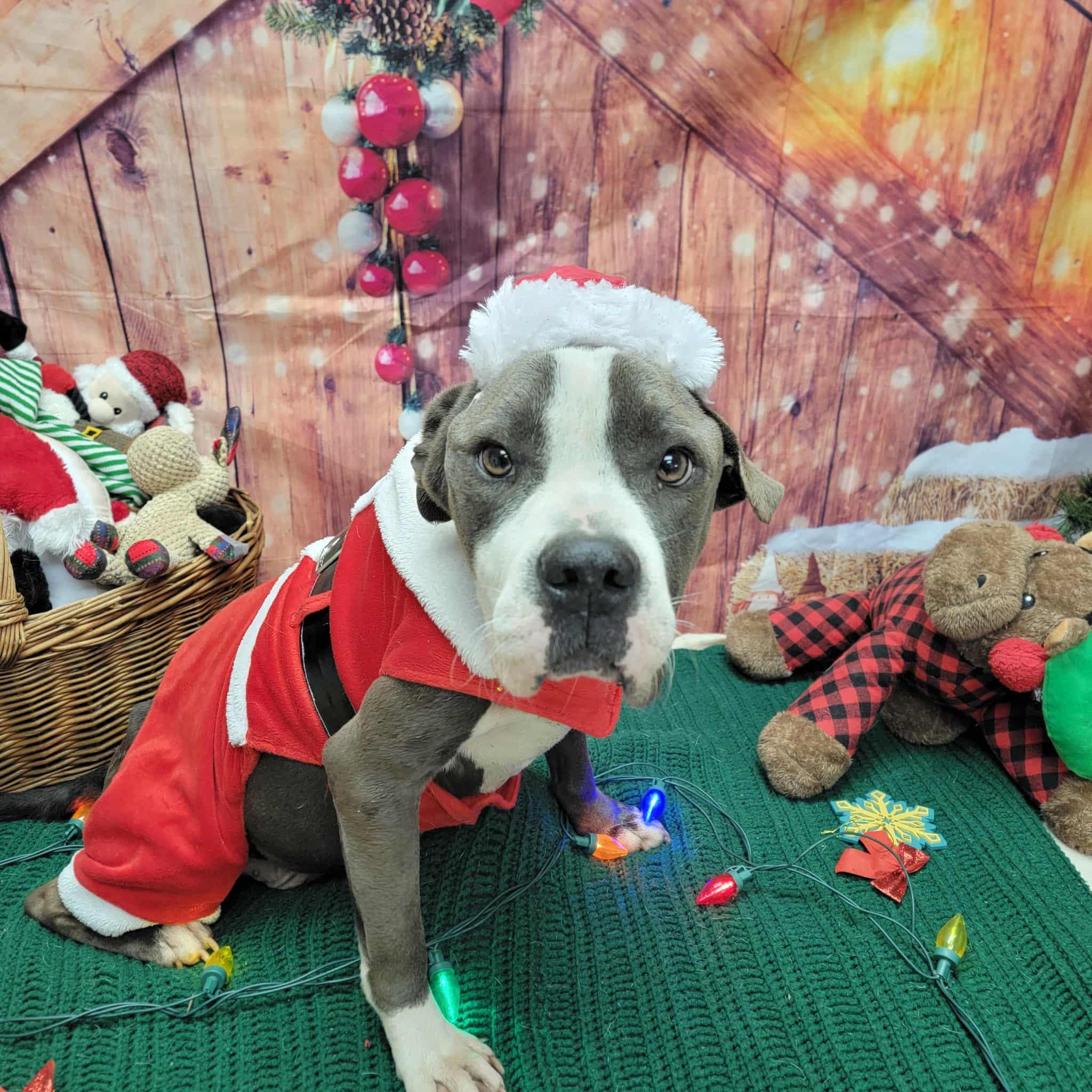Enlarge Bubba, a ADOPTABLE Pit Bull Terrier in Statesboro, GA image 4/6