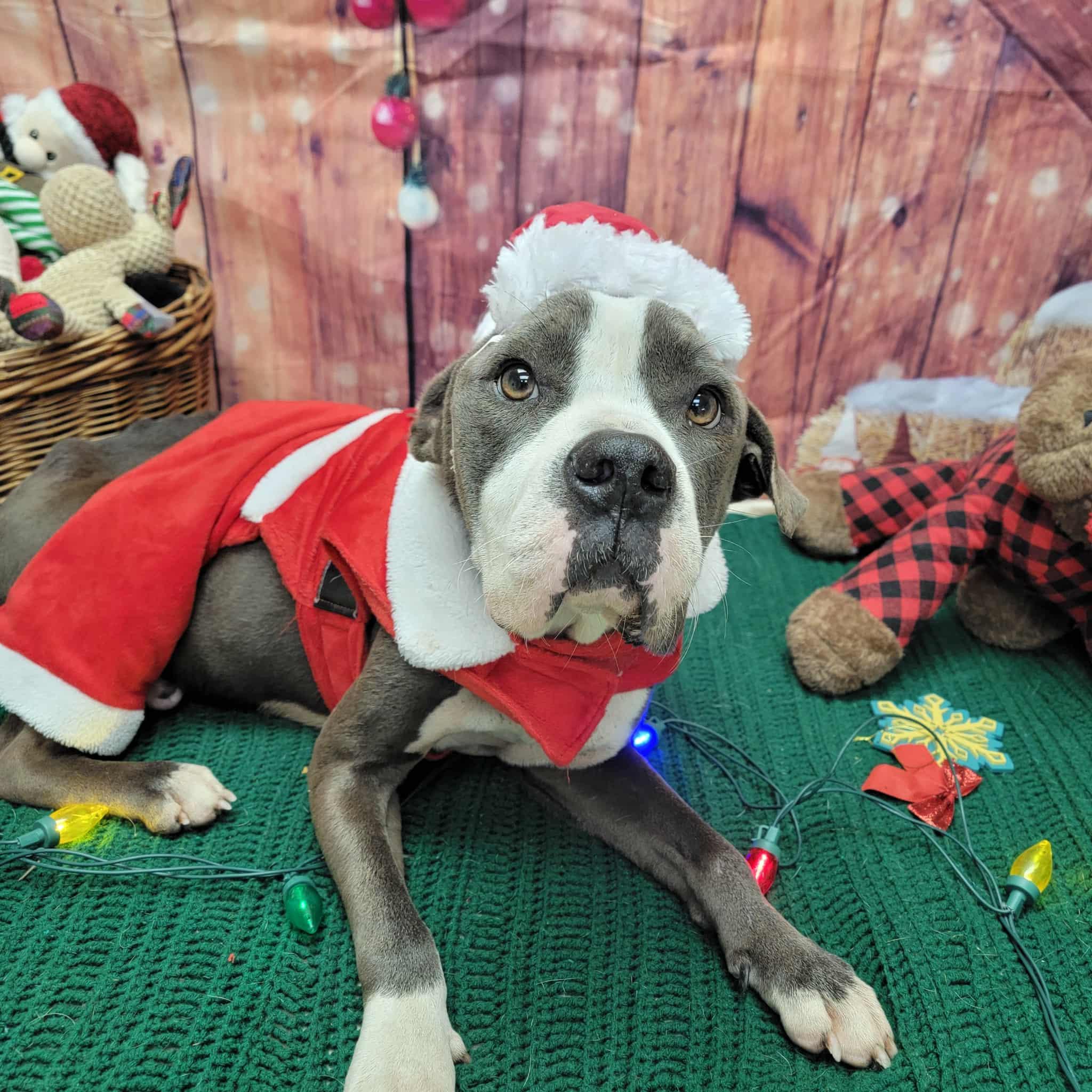 Enlarge Bubba, a ADOPTABLE Pit Bull Terrier in Statesboro, GA image 5/6