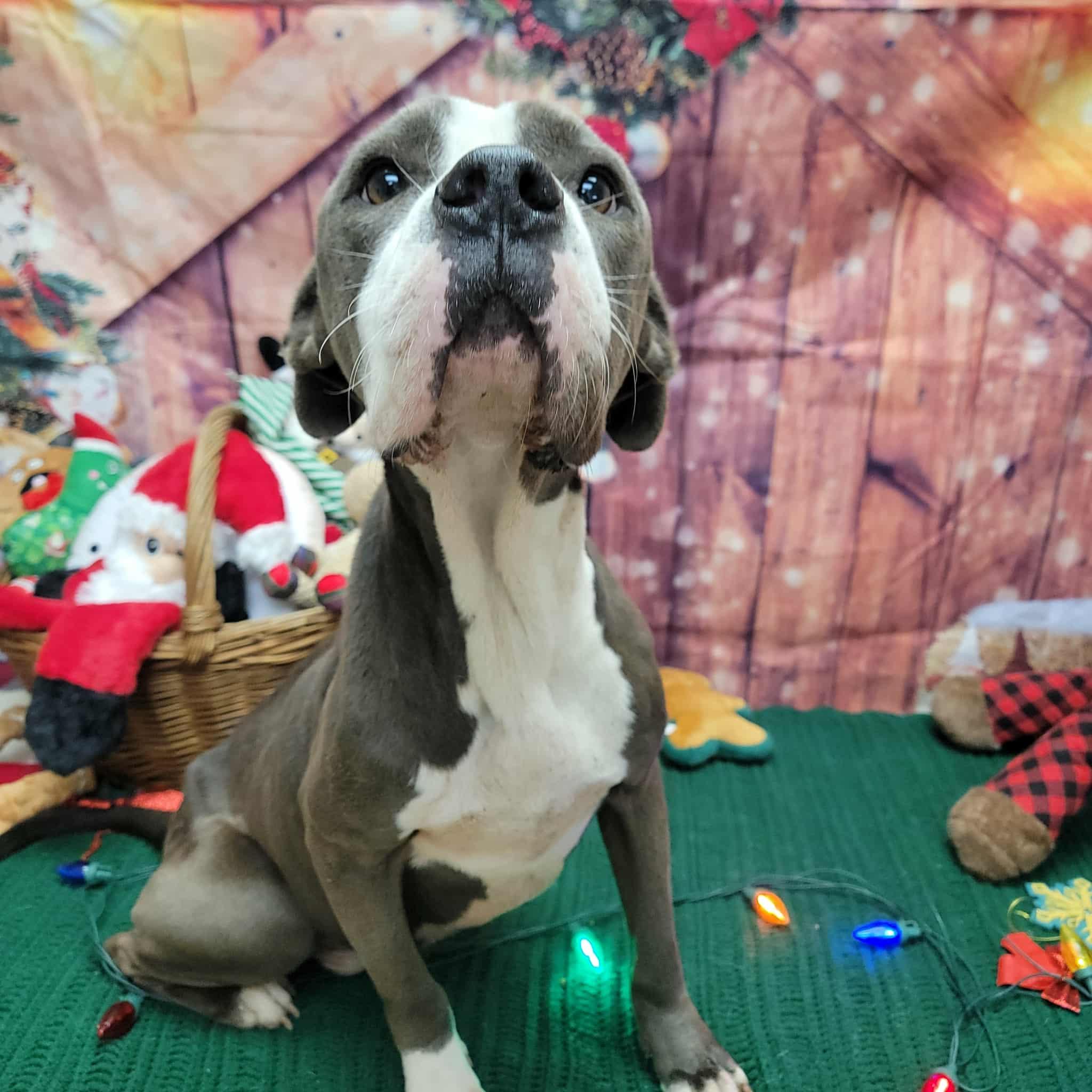 Enlarge Bubba, a ADOPTABLE Pit Bull Terrier in Statesboro, GA image 6/6