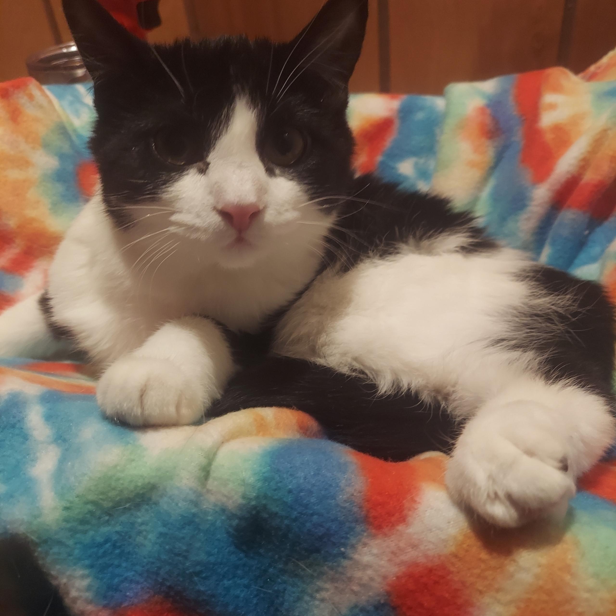 Rain, Adoptable, Kitten Female Domestic Short Hair.