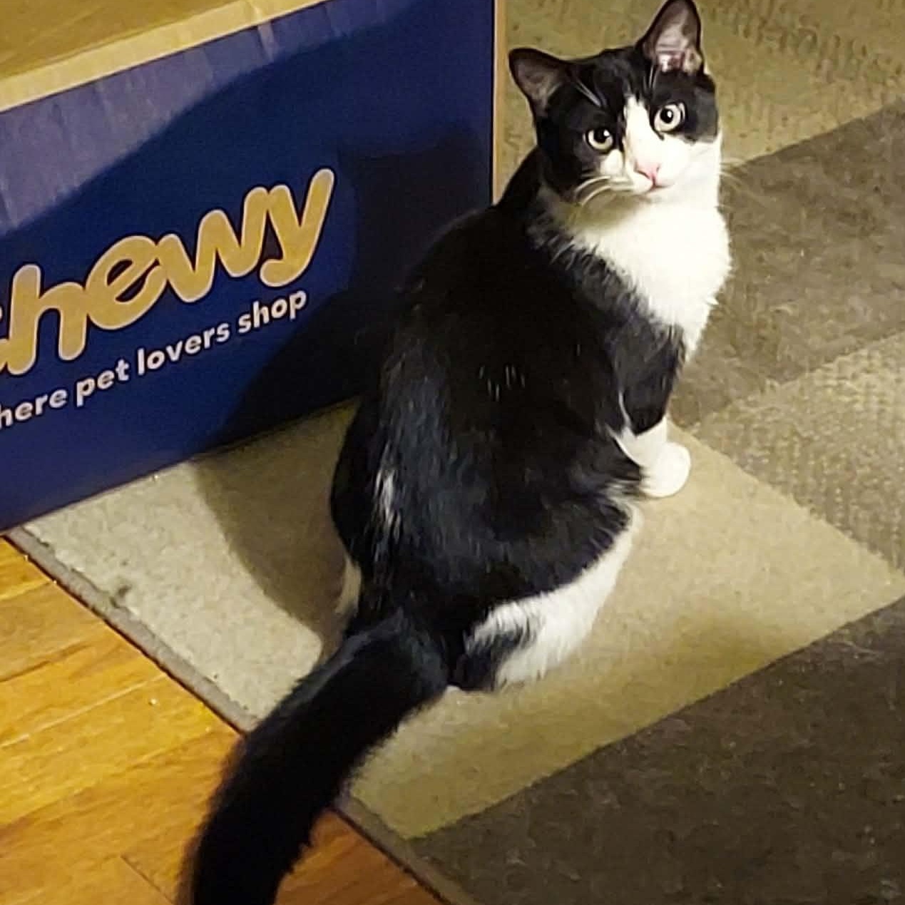 Enlarge Rain, a Adoptable Domestic Short Hair in North Huntingdon, PA image 6/6