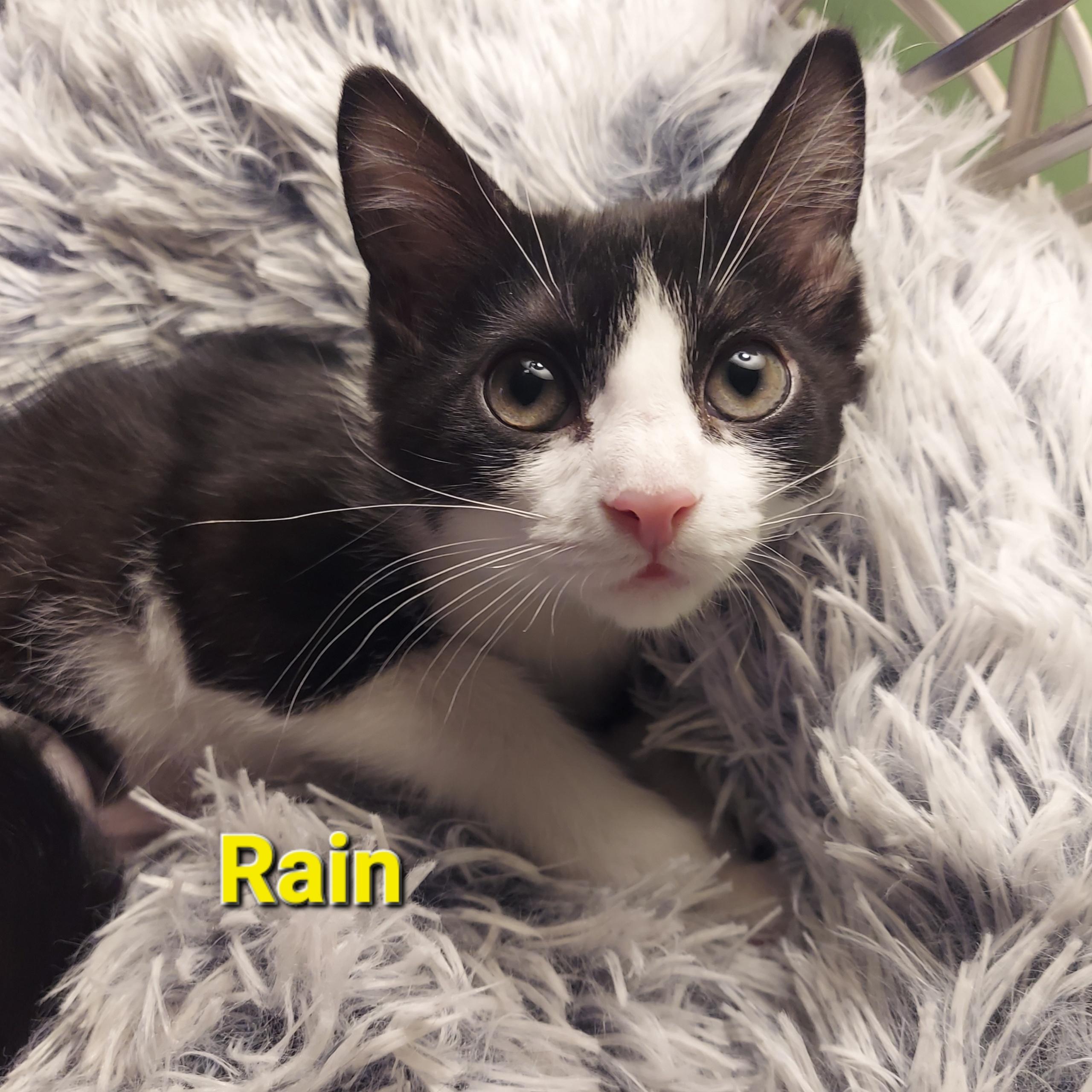 Enlarge Rain, a Adoptable Domestic Short Hair in North Huntingdon, PA image 3/6