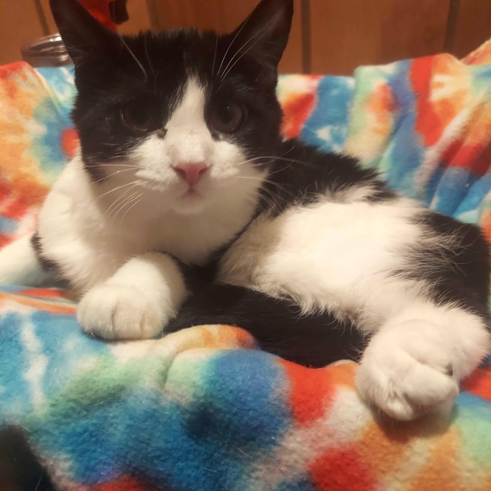 Enlarge Rain, a Adoptable Domestic Short Hair in North Huntingdon, PA image 1/6