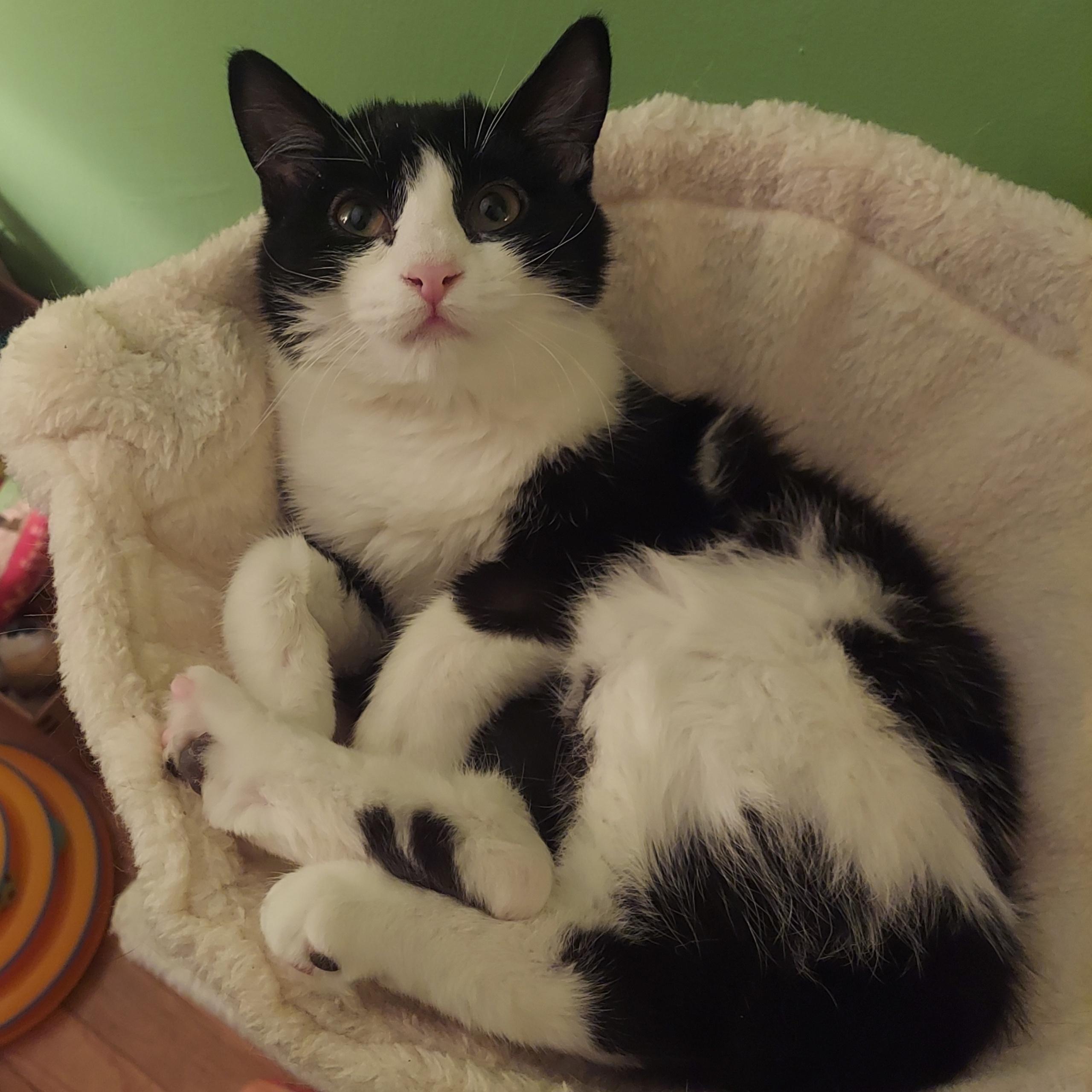 Enlarge Rain, a Adoptable Domestic Short Hair in North Huntingdon, PA image 2/6