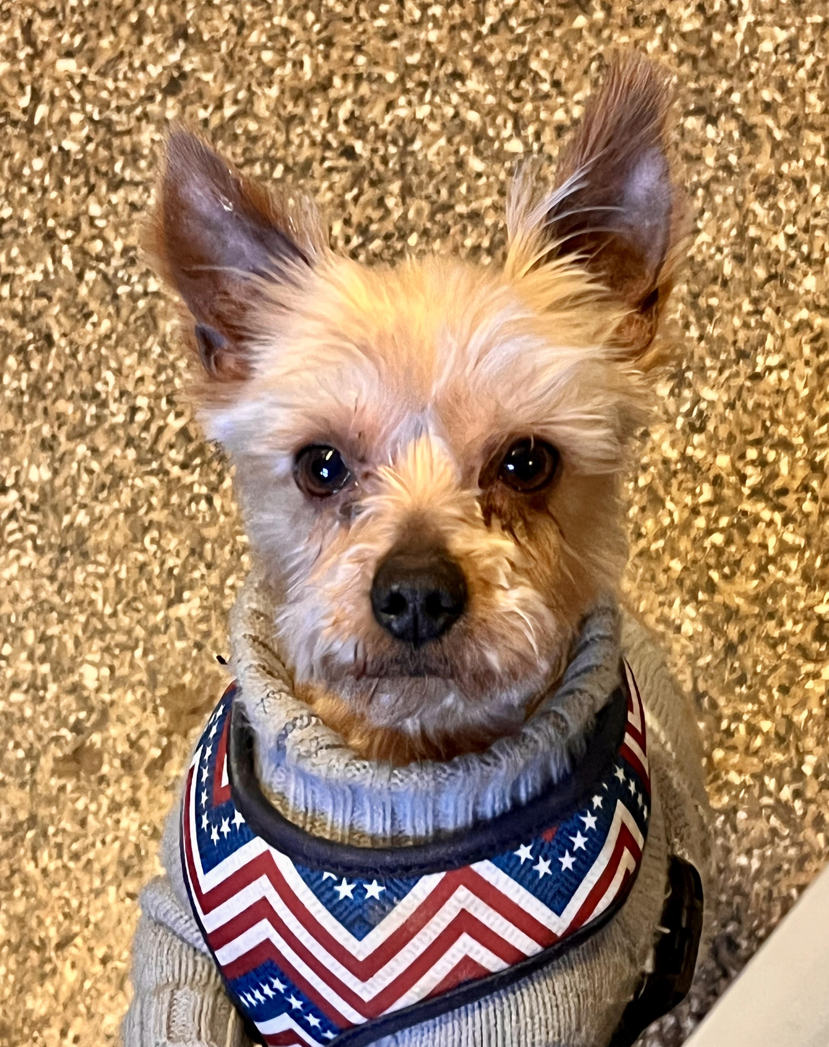 Bramwell Rush, a Adoptable Yorkshire Terrier in Thompson's Station, TN image 4/4