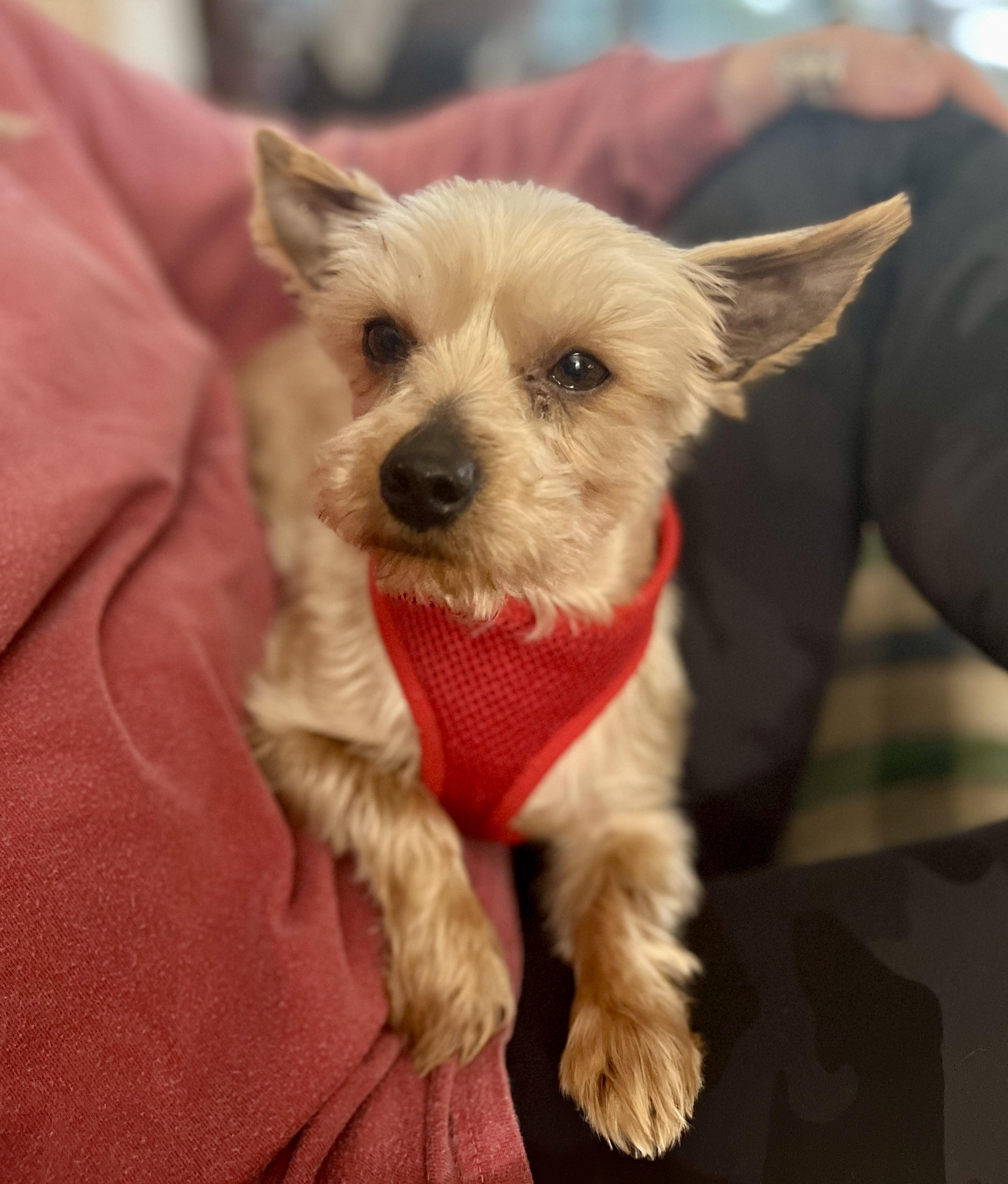 Bramwell Rush, a Adoptable Yorkshire Terrier in Thompson's Station, TN image 3/4