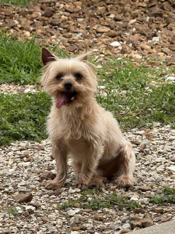 Bramwell Rush, a Adoptable Yorkshire Terrier in Thompson's Station, TN image 2/4