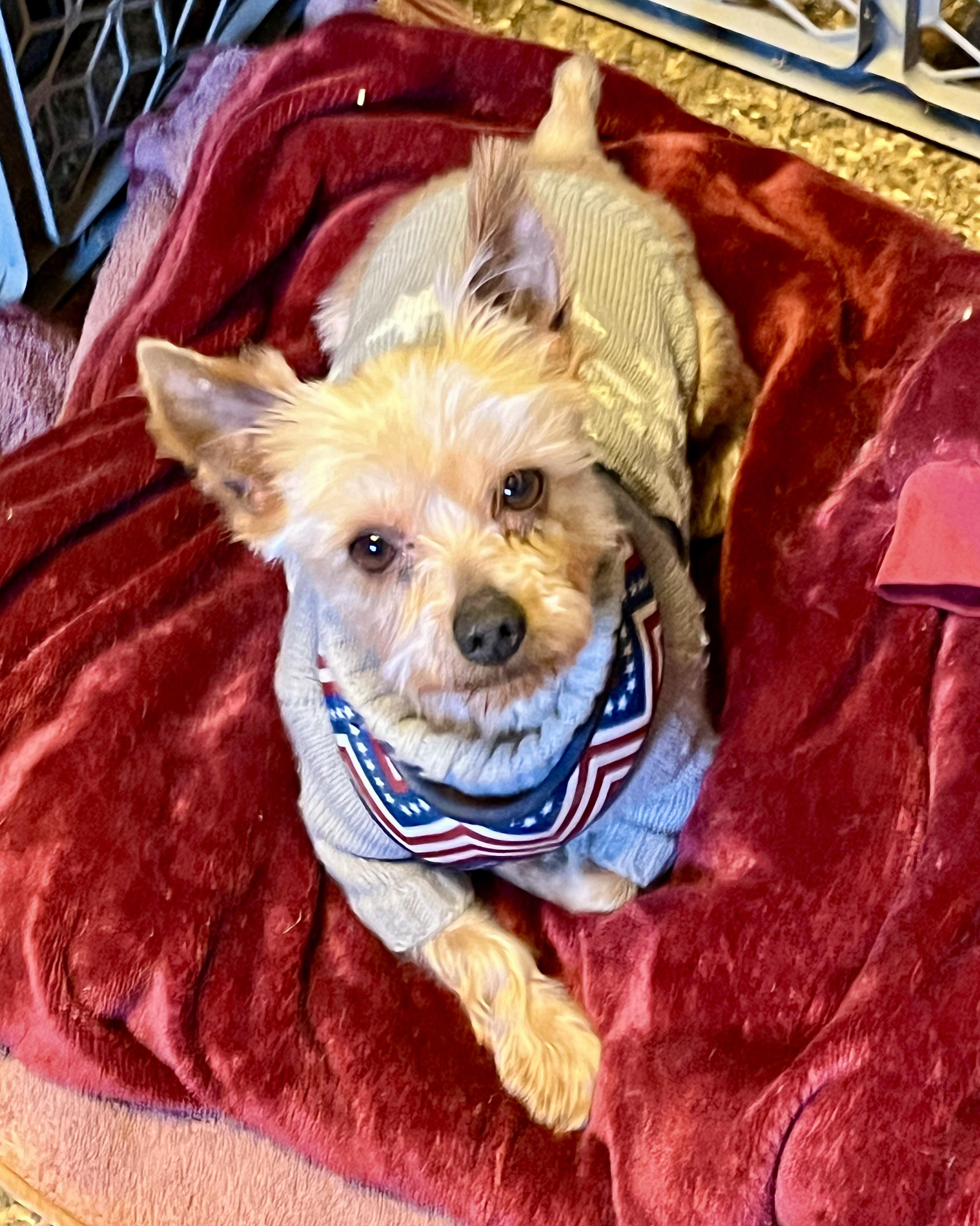 Bramwell Rush, a Adoptable Yorkshire Terrier in Thompson's Station, TN image 1/4