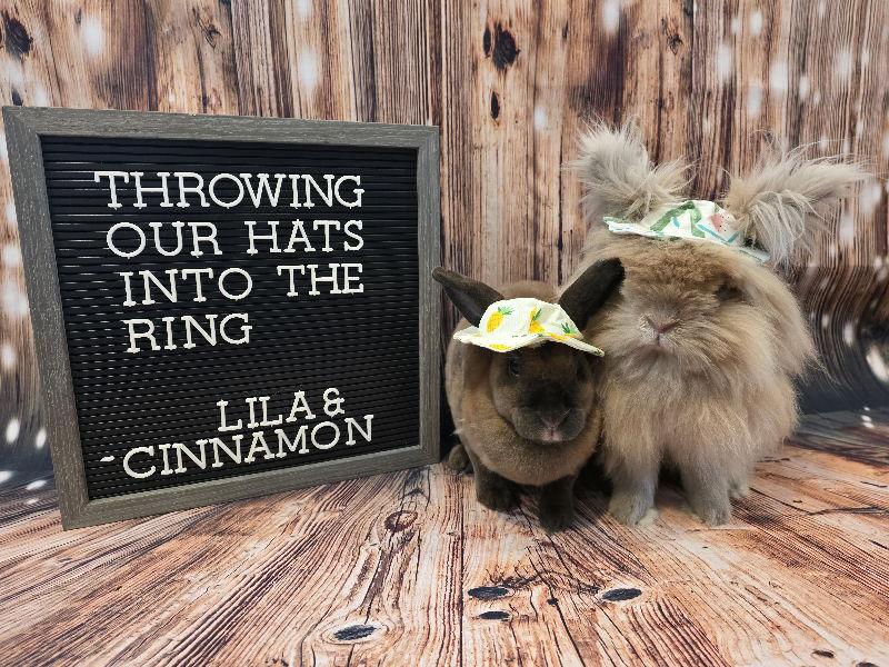 Lila, Adoptable, Adult Female Lionhead.