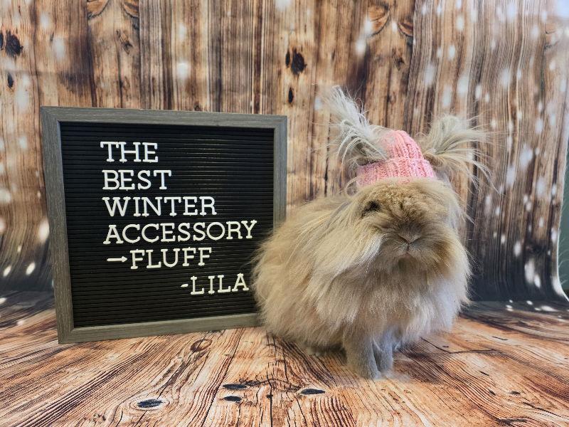 Enlarge Lila, a Adoptable Lionhead in Columbus, OH image 1/3