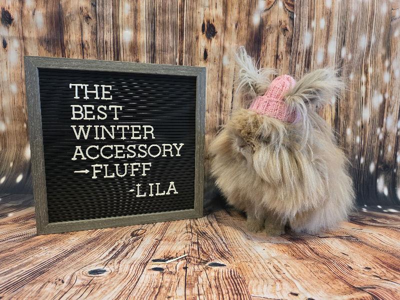 Enlarge Lila, a Adoptable Lionhead in Columbus, OH image 2/3