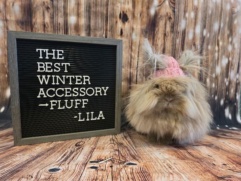 Enlarge Lila, a Adoptable Lionhead in Columbus, OH image 3/3