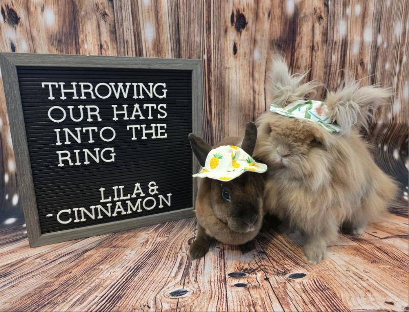 Enlarge Lila, a Adoptable Lionhead in Columbus, OH image 2/2