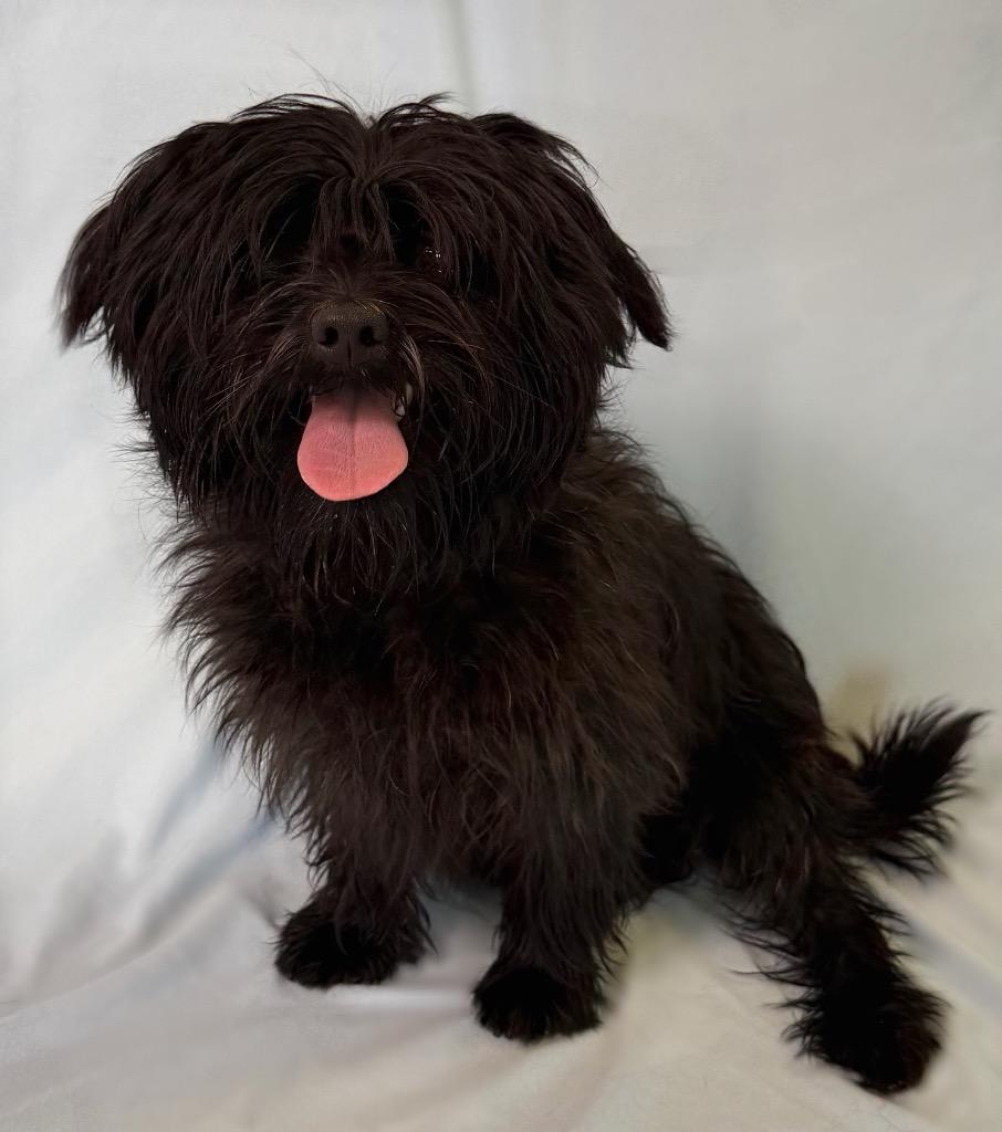 Hercules, ADOPTABLE, Young Male Shih Tzu.