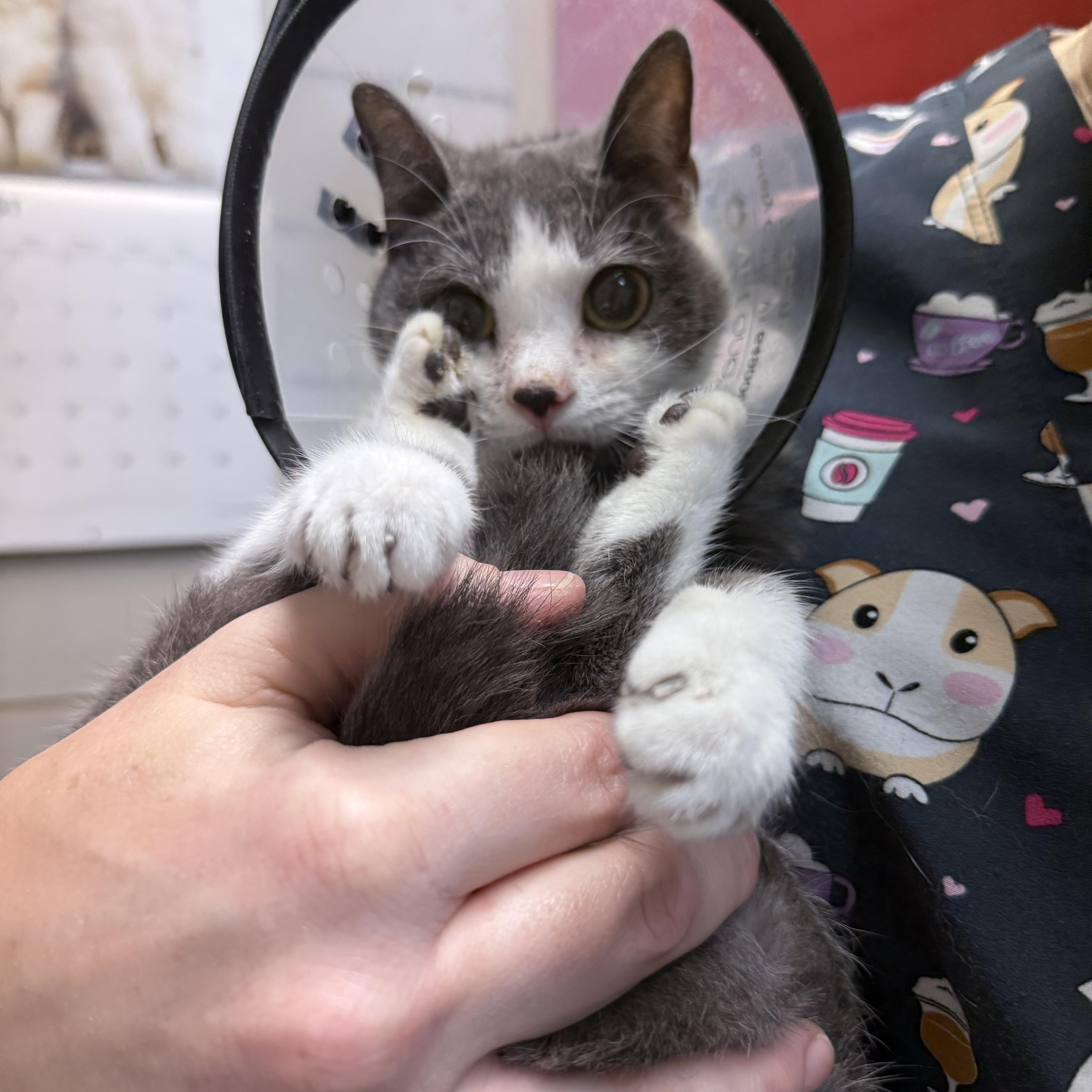 Enlarge Reese, a Adopted Domestic Short Hair in Columbus, OH image 3/3