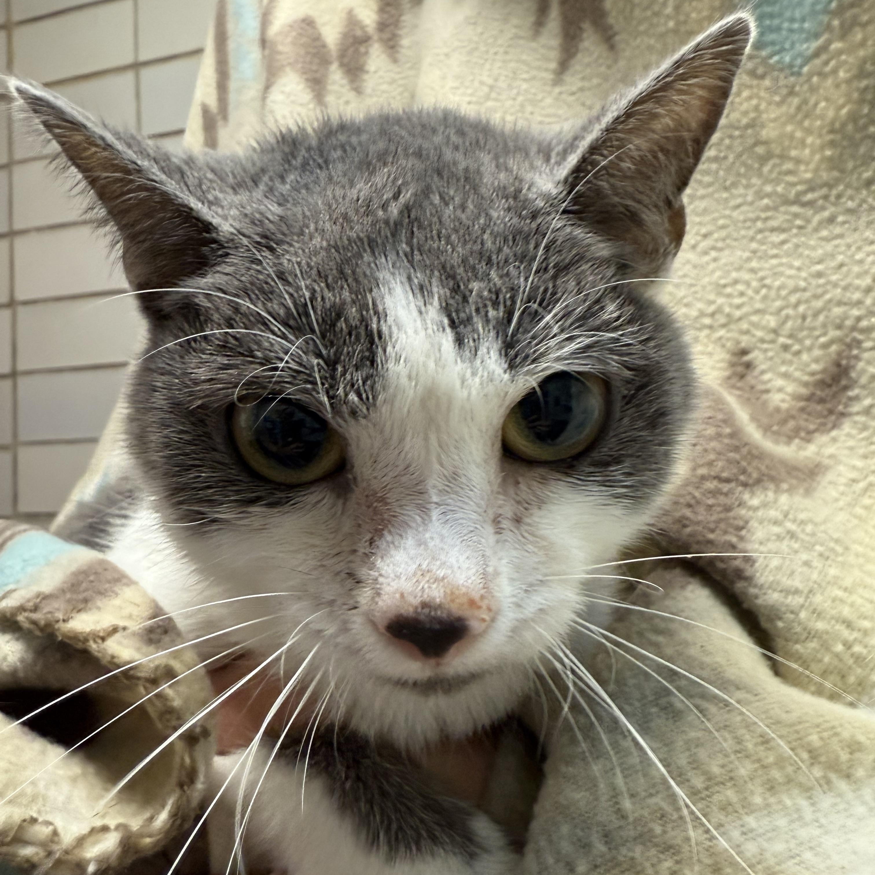 Enlarge Reese, a Adopted Domestic Short Hair in Columbus, OH image 2/3