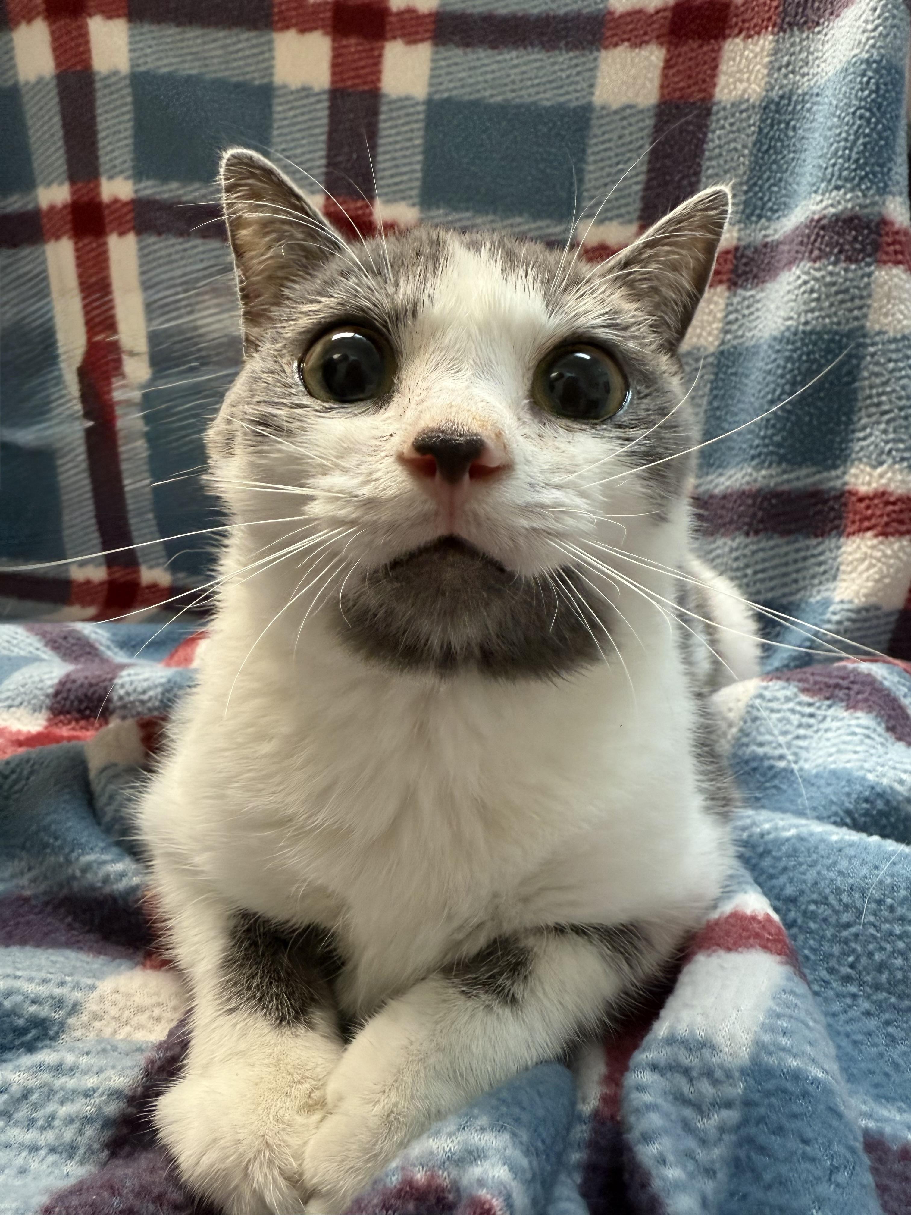 Reese, Adopted, Kitten Female Domestic Short Hair.