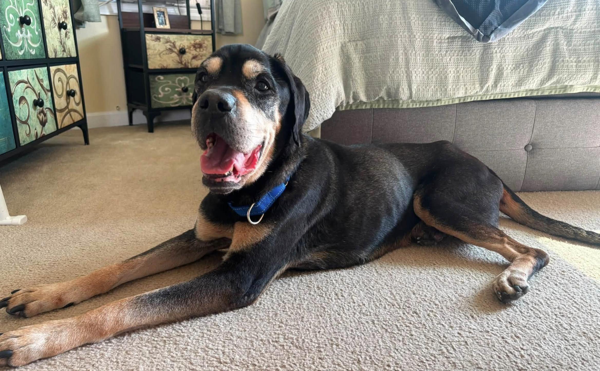 Hercules, ADOPTABLE, Senior Male Pit Bull Terrier.