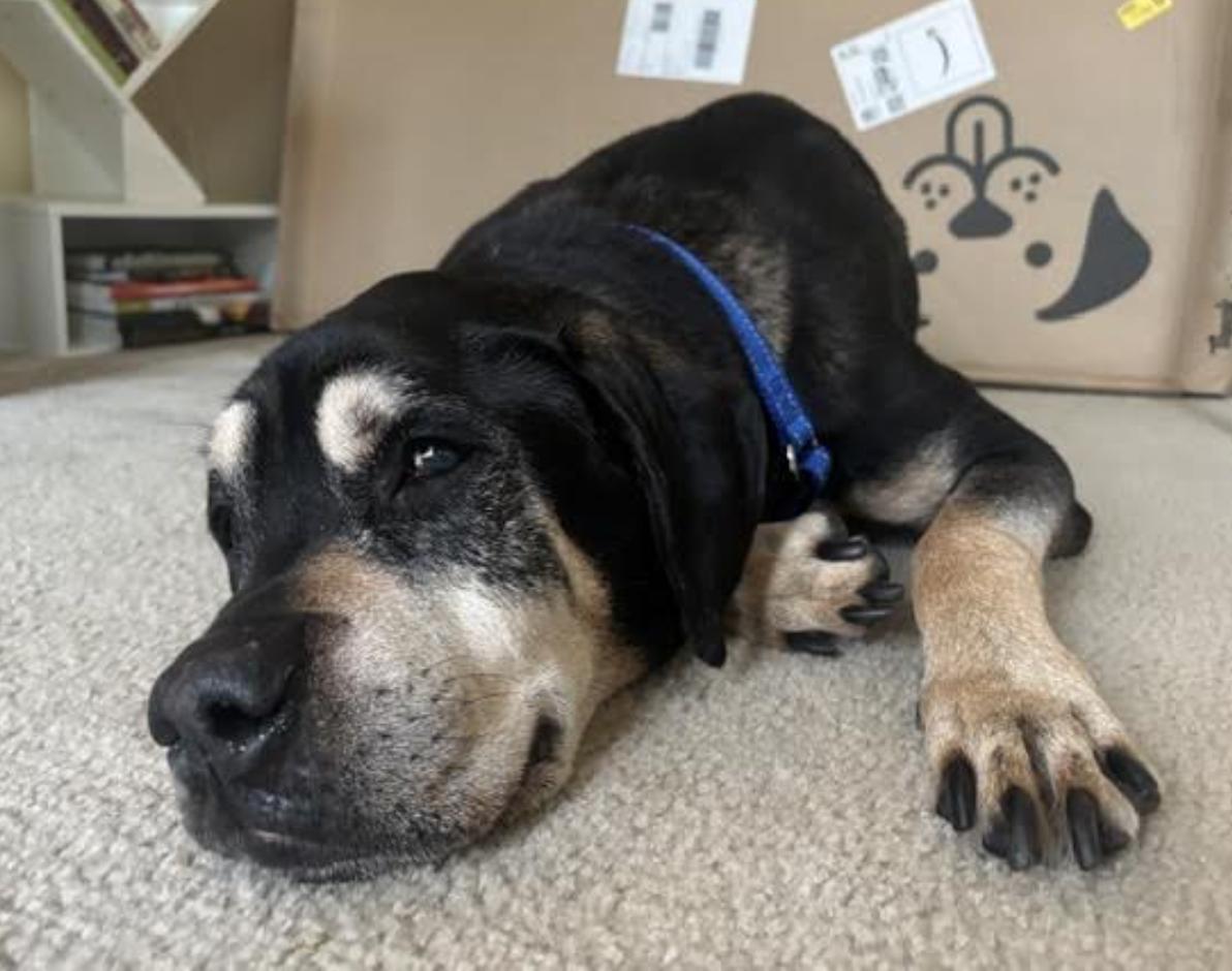 Hercules, a ADOPTABLE mixed breed in Tinton Falls, NJ image 2/6