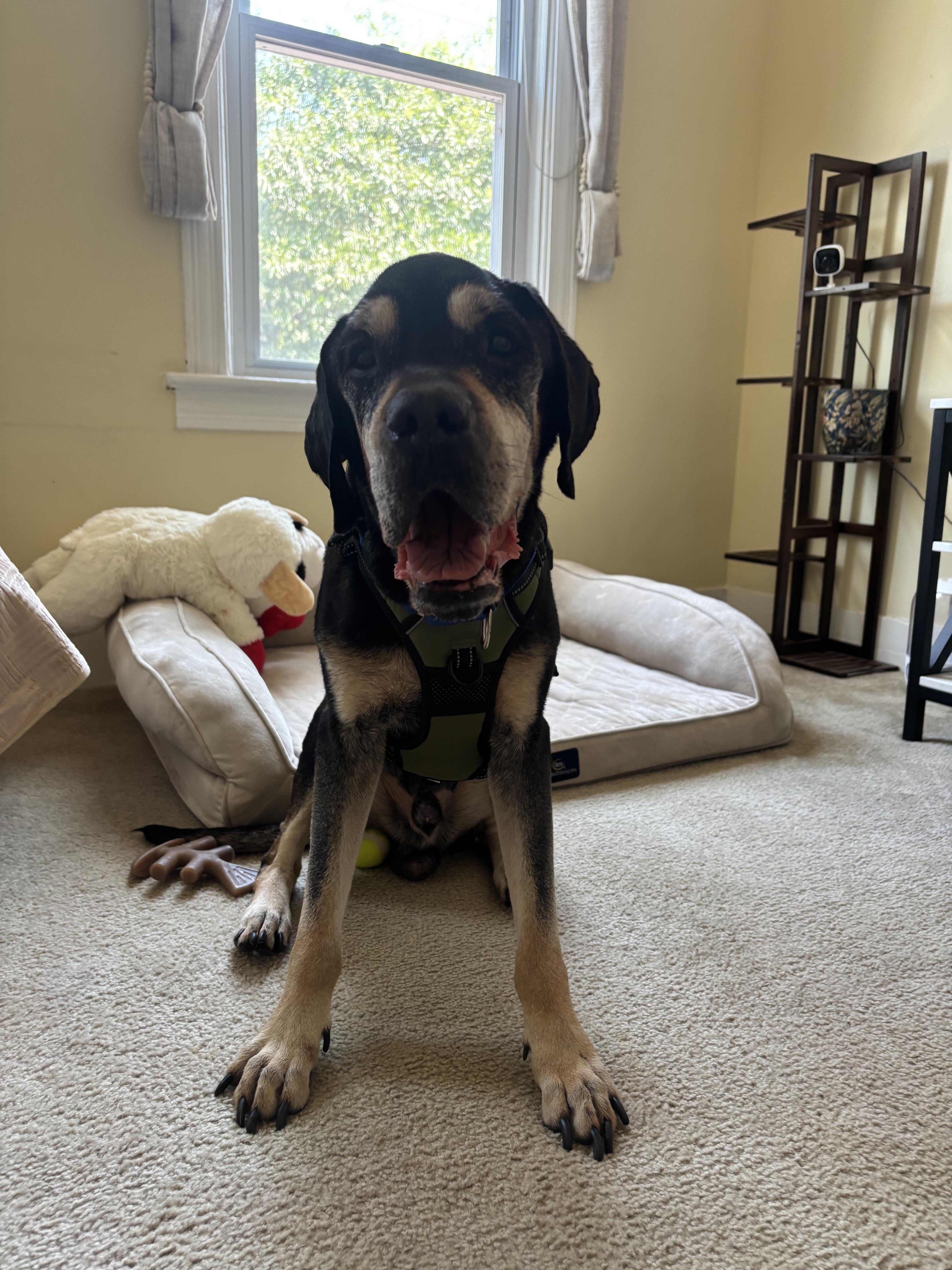 Hercules, a ADOPTABLE mixed breed in Tinton Falls, NJ image 5/6