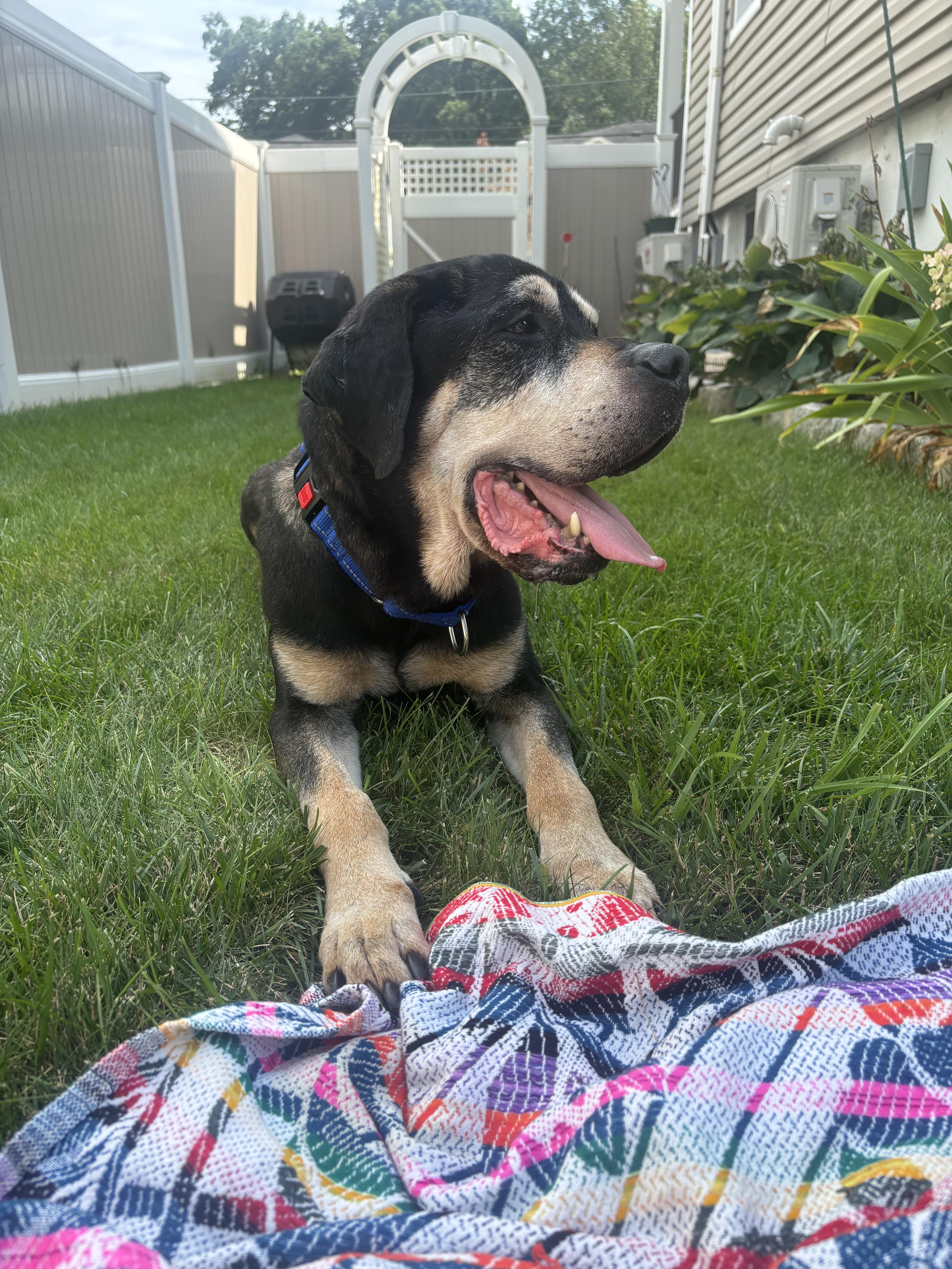 Hercules, a ADOPTABLE mixed breed in Tinton Falls, NJ image 6/6