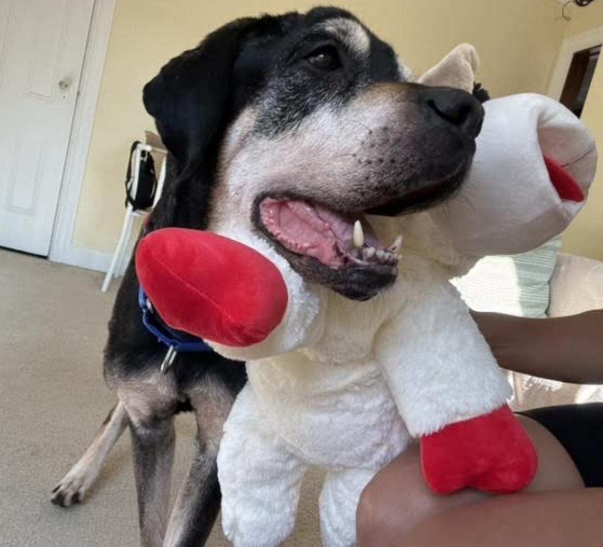 Hercules, a ADOPTABLE mixed breed in Tinton Falls, NJ image 3/6