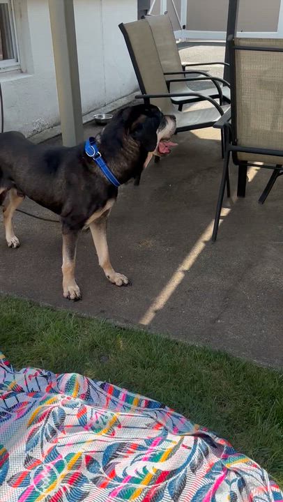 Enlarge Hercules, a ADOPTABLE mixed breed in Tinton Falls, NJ video 4/6