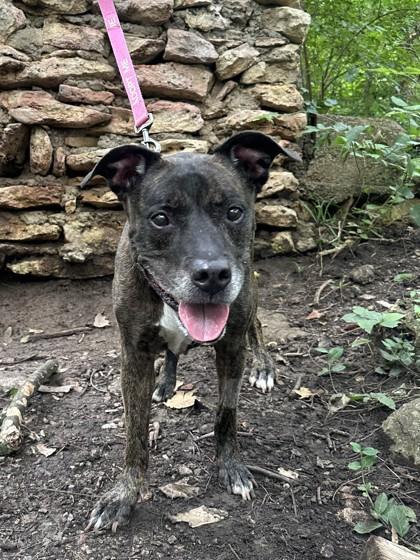 Agnes, Adoptable, Senior Female Mixed Breed & Mixed Breed.